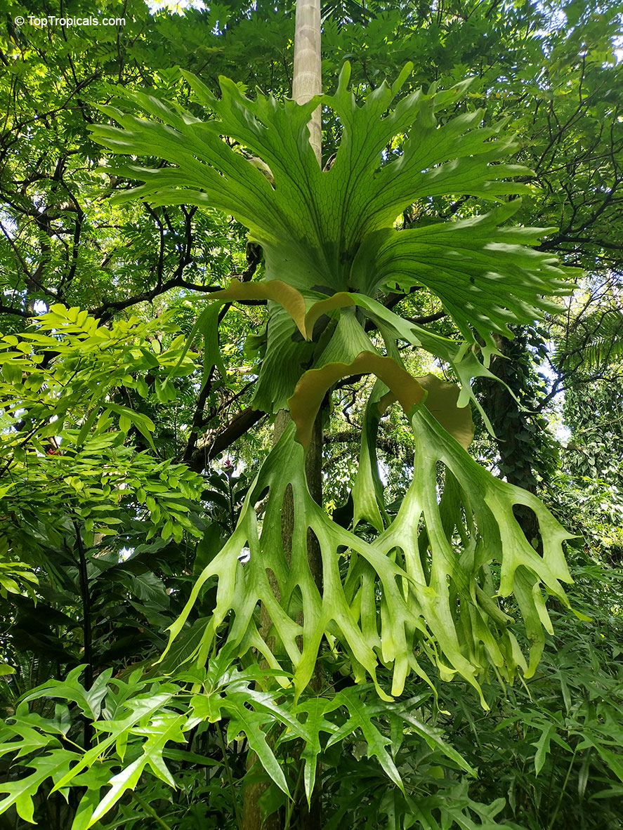 Platycerium sp., Staghorn