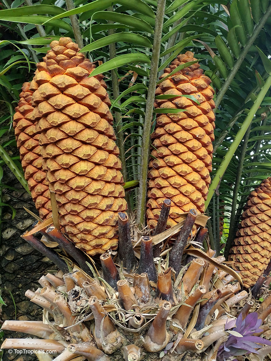 Encephalartos hildebrandtii, East African Sago Palm, Mombasa Cycad