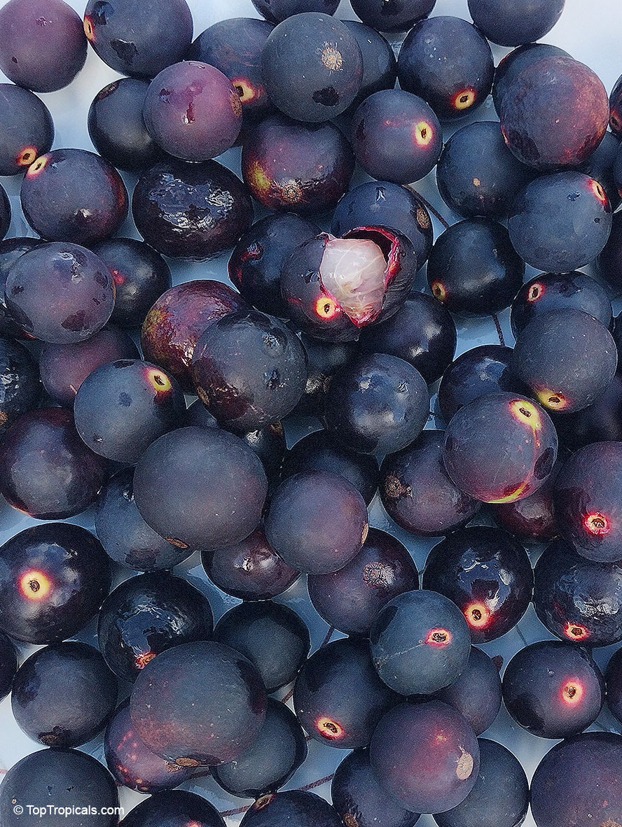 Myrciaria vexator, False Jaboticaba, Vexator, Blue Grape