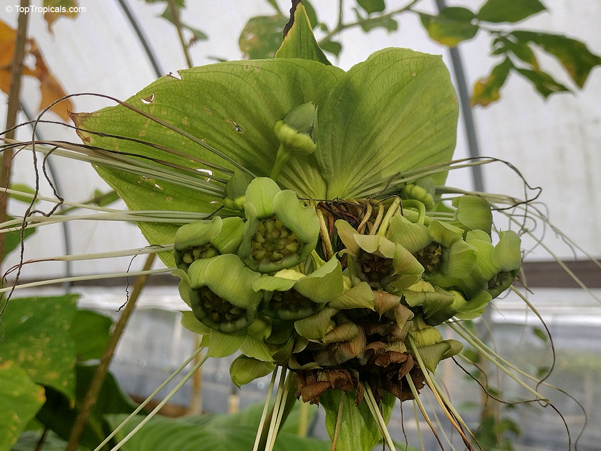 Tacca chantrieri Green Isle , Green Isle Bat Head Lily
