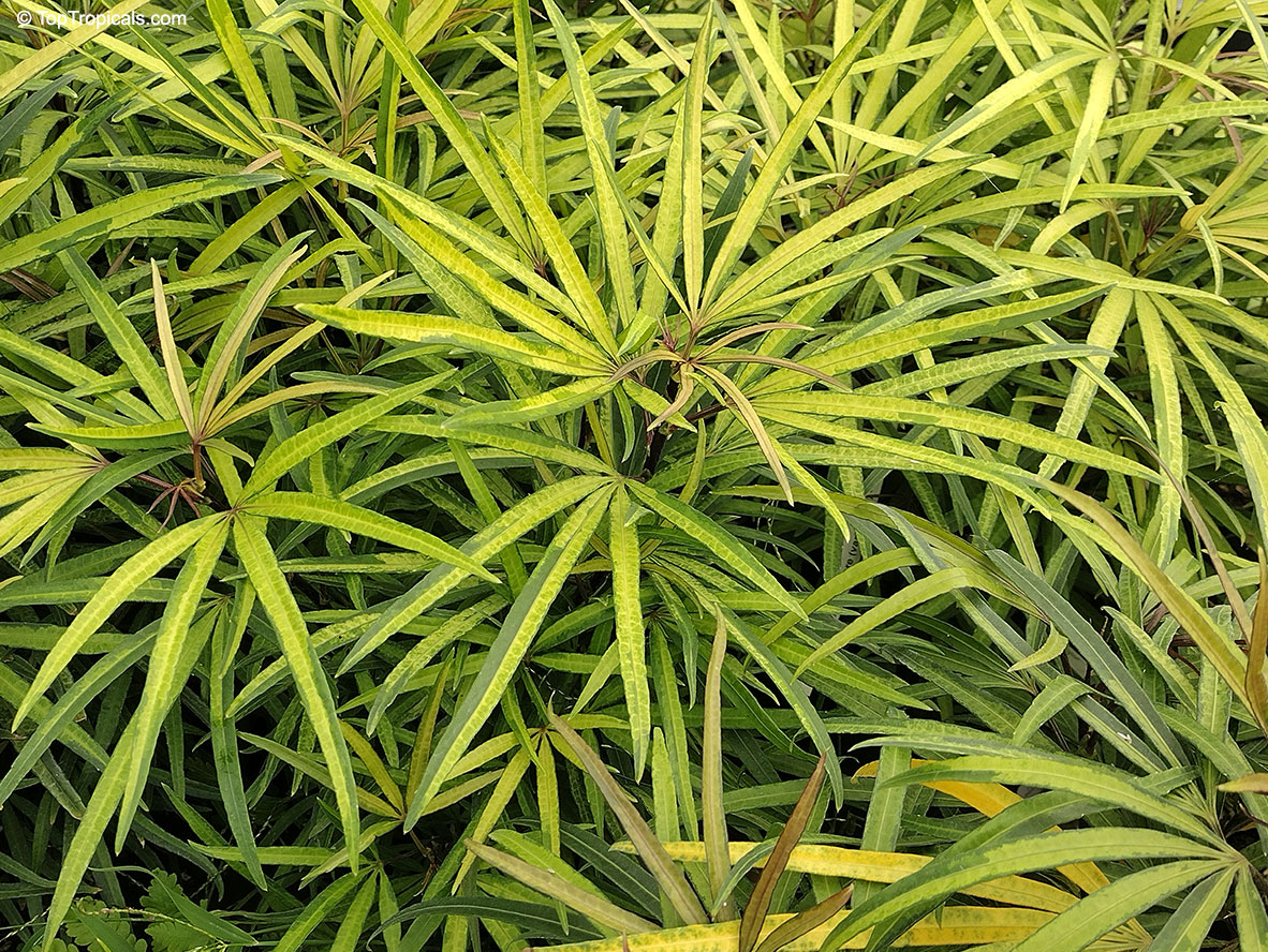 Osmoxylon lineare (variegated) - Miagos bush, Golden Feather