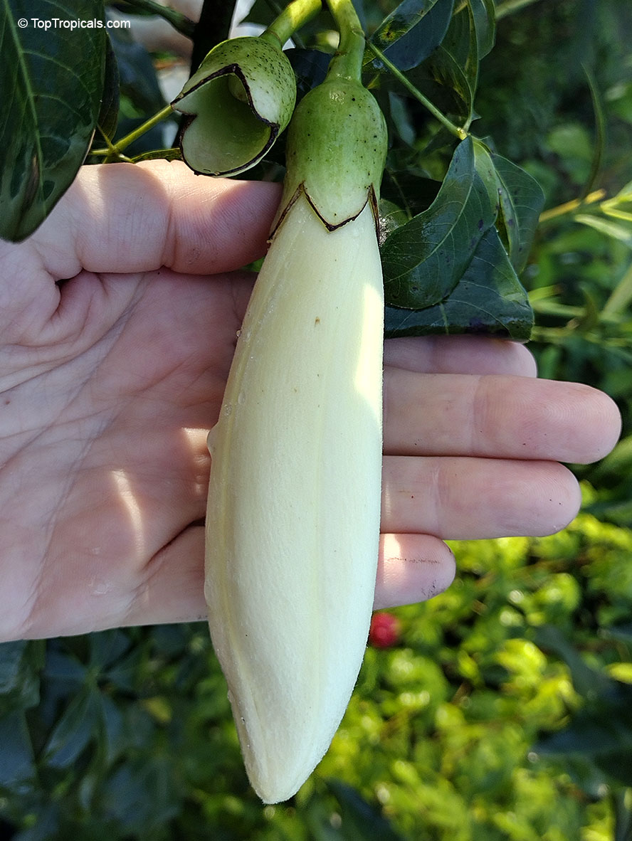 Ceiba samauma, Ceiba burchelli, Eriodendron samauma