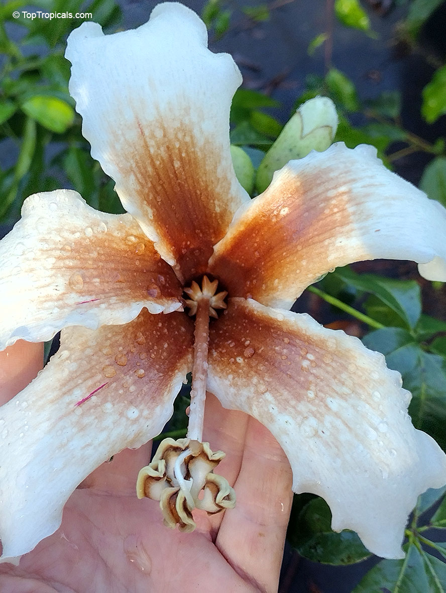 Ceiba samauma, Ceiba burchelli, Eriodendron samauma. Ceiba samauma 'Mapajo'