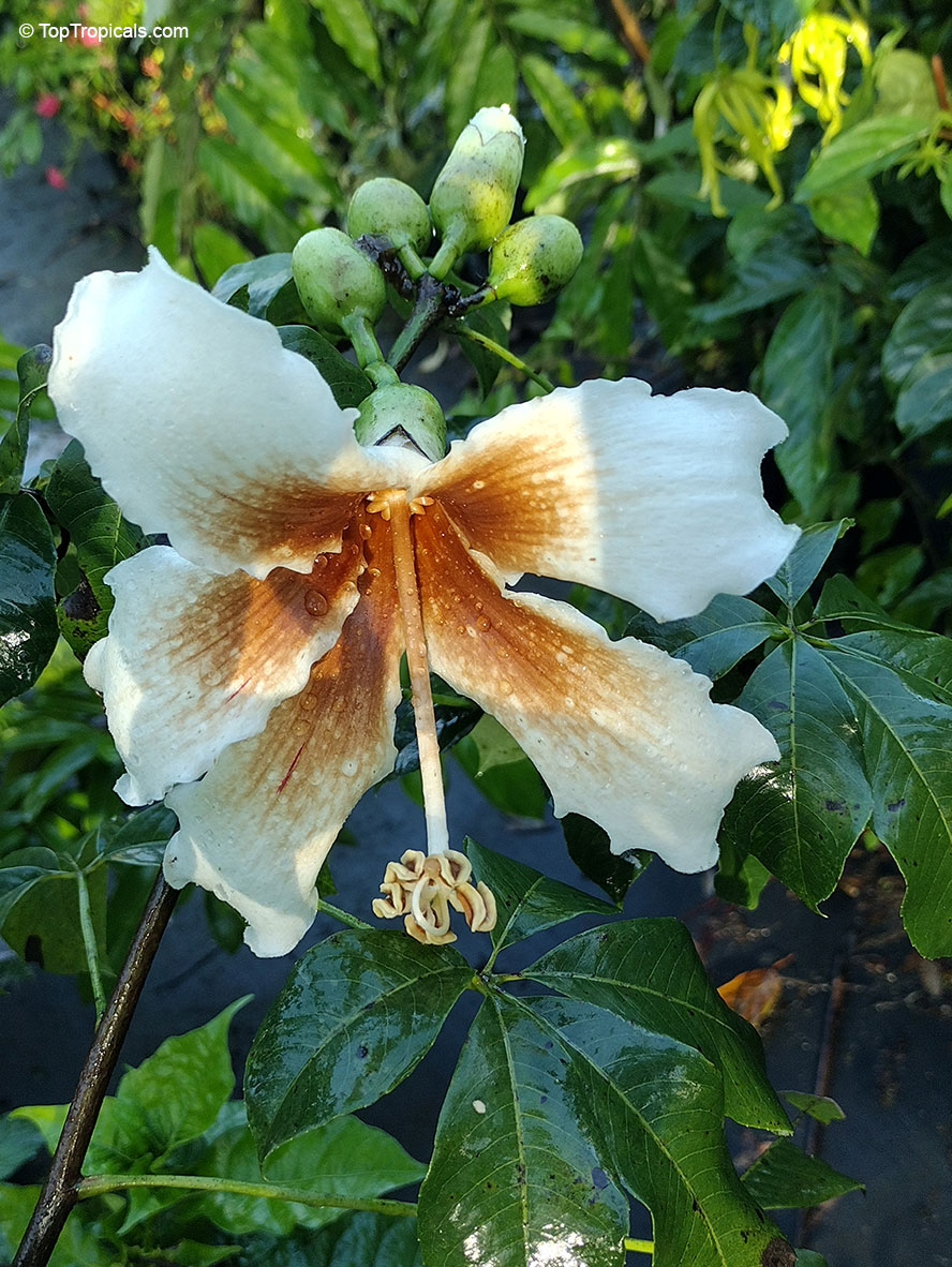 Ceiba samauma, Ceiba burchelli, Eriodendron samauma. Ceiba samauma 'Mapajo'