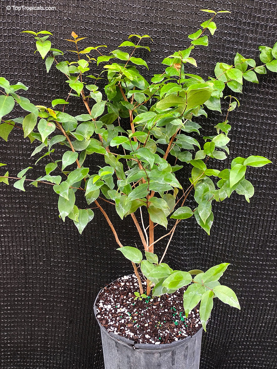 Eugenia uniflora, Eugenia michelii, Surinam Cherry, Pitanga, Brazilian Cherry. Eugenia uniflora 'Lolita'