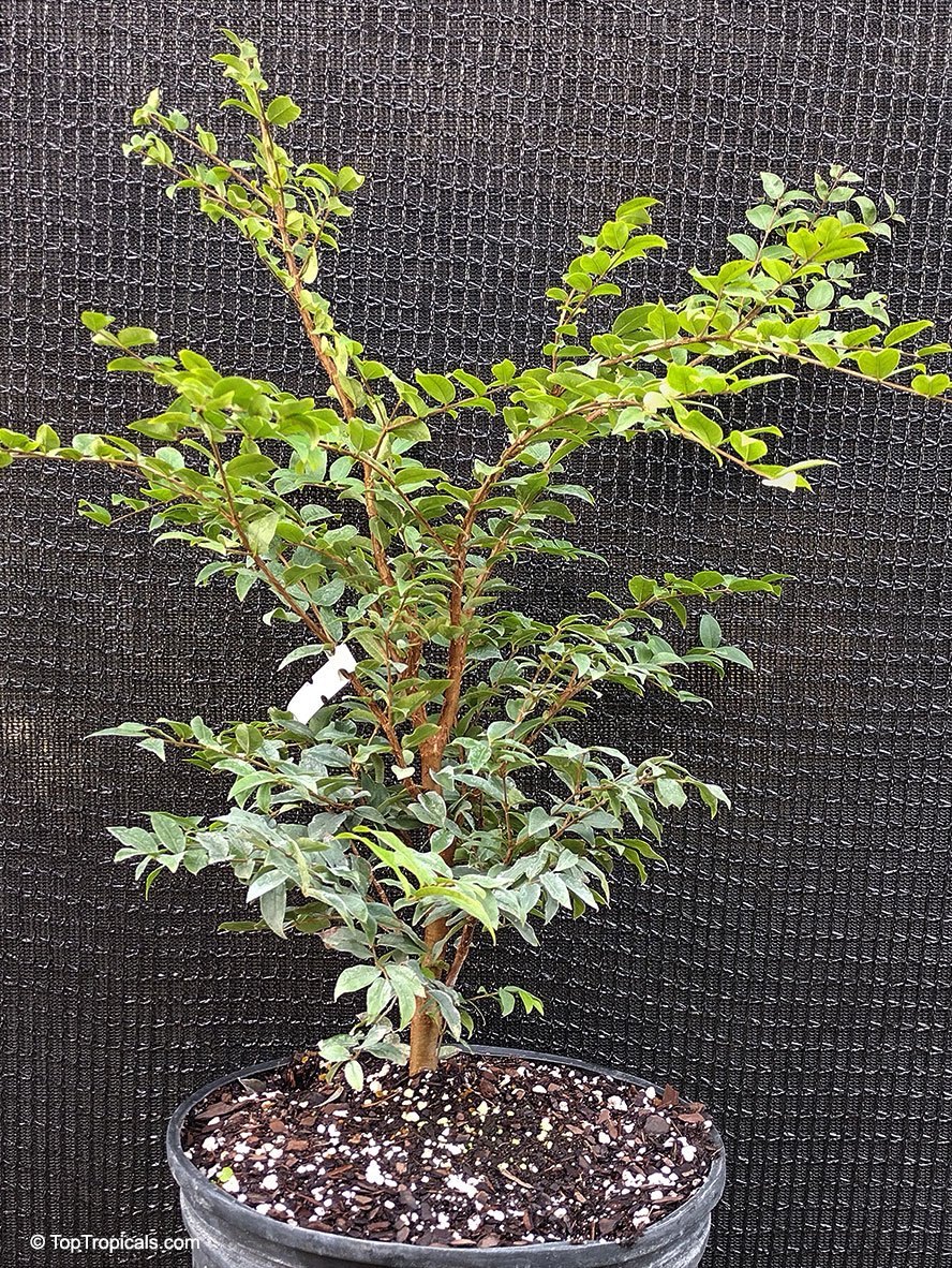 Myrciaria cauliflora, Plinia cauliflora, Eugenia cauliflora, Jaboticaba, Duhat