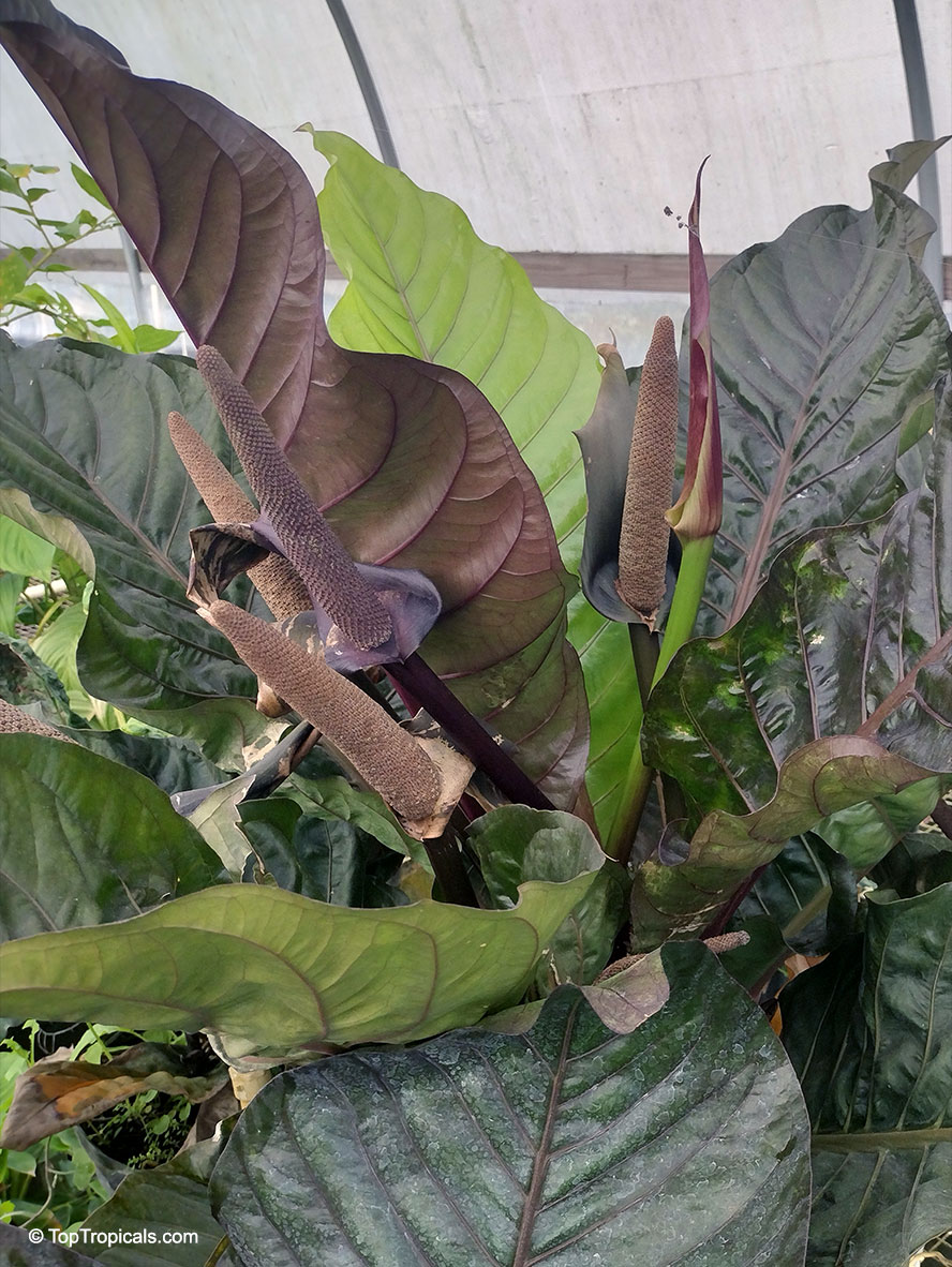 Anthurium Black Dragon, Anthurium Black Dragon