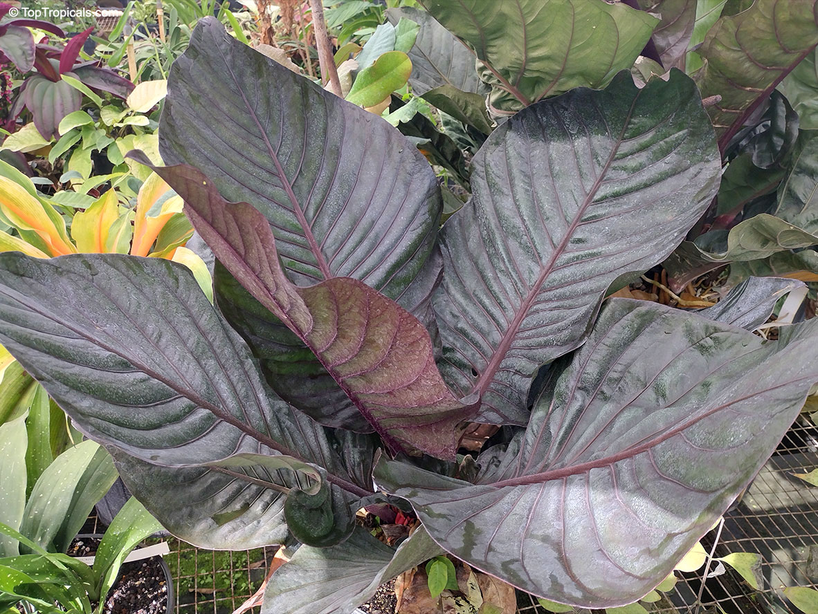 Anthurium Black Dragon, Anthurium Black Dragon