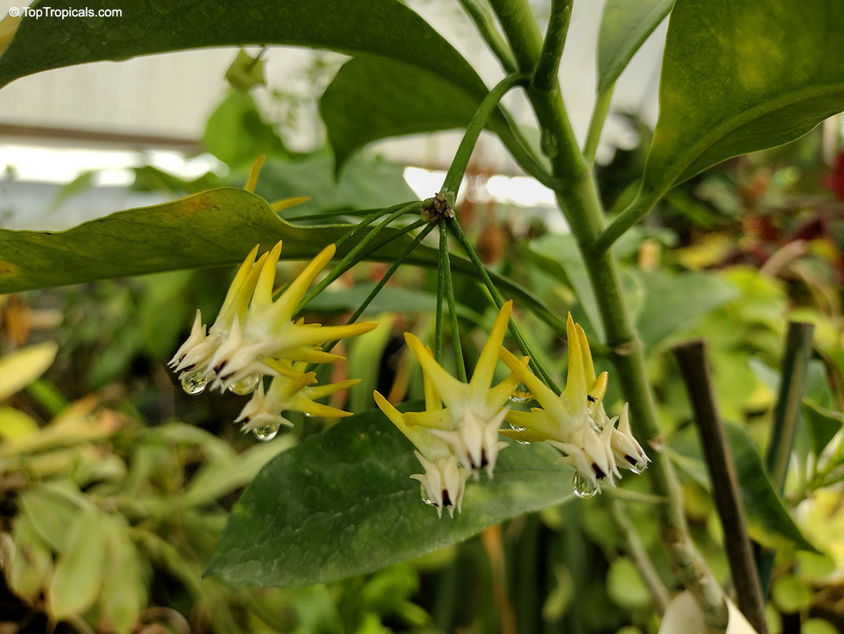 Hoya multiflora, Centrostemma multiflora, Centrostemma platypetalum, Shooting Star Hoya