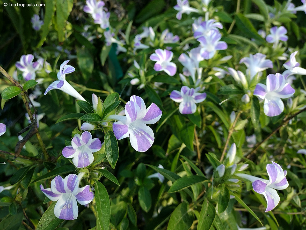 Barleria cristata Lavender Lace, Striped Philippine Violet, Crested Philippine Violet