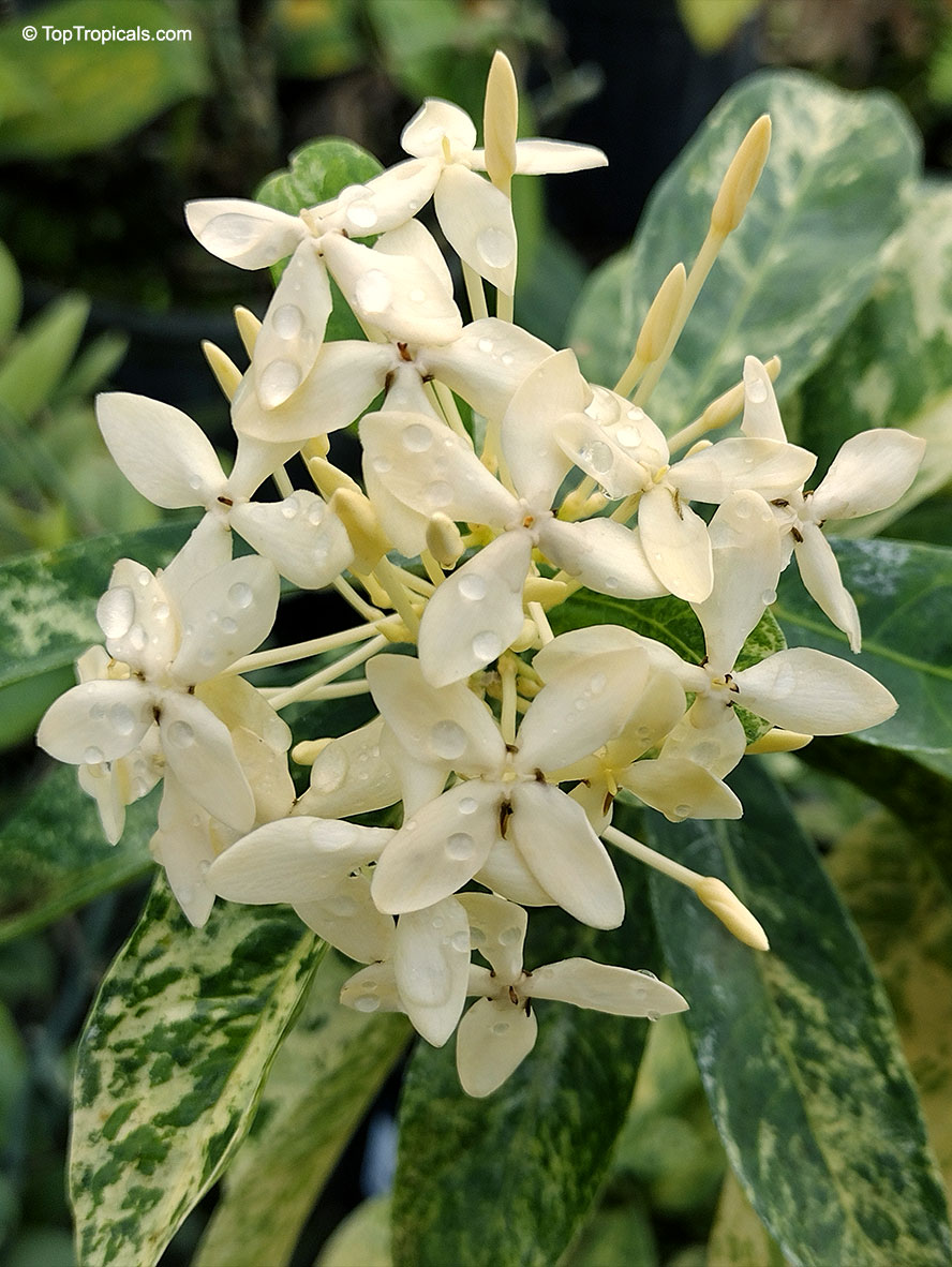 Ixora Thai Snow, Ixora Thai Snow