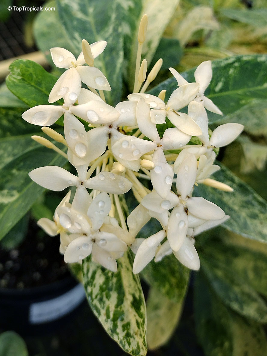 Ixora Thai Snow, Ixora Thai Snow
