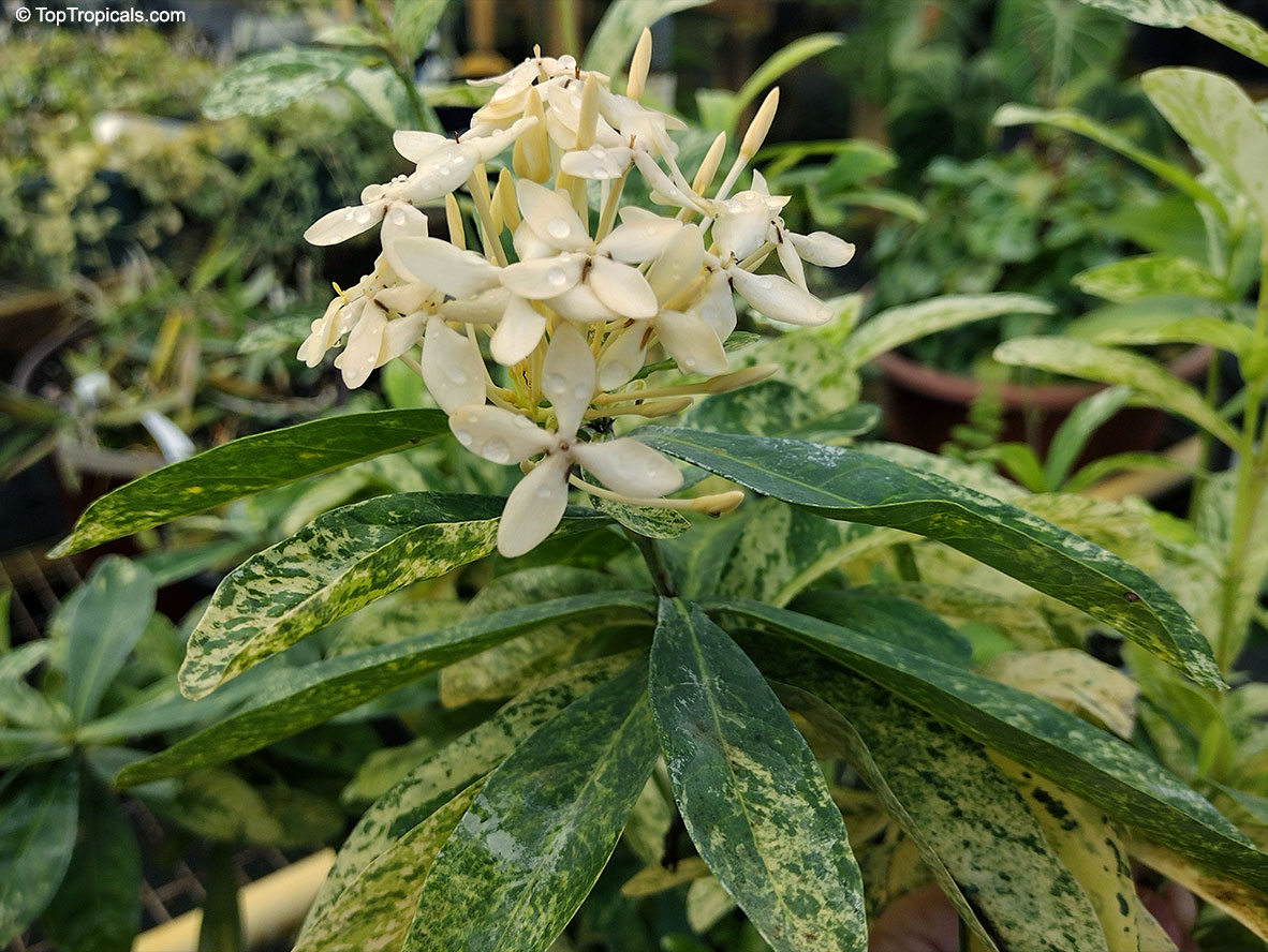 Ixora Thai Snow, Ixora Thai Snow