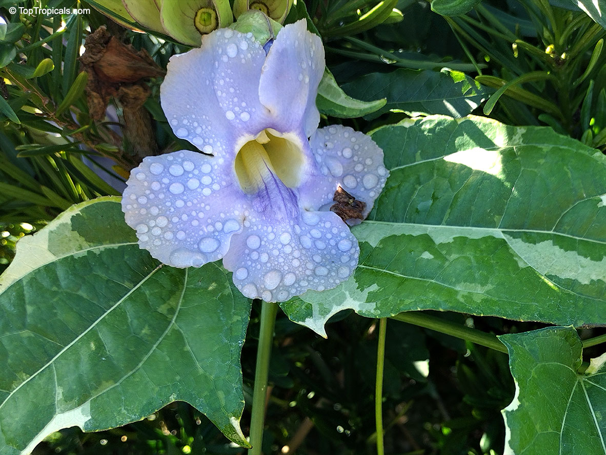 Thunbergia laurifolia, Blue Trumpet Vine, Blue Sky vine, Laurel-leaved thunbergia. Thunbergia laurifolia variegata