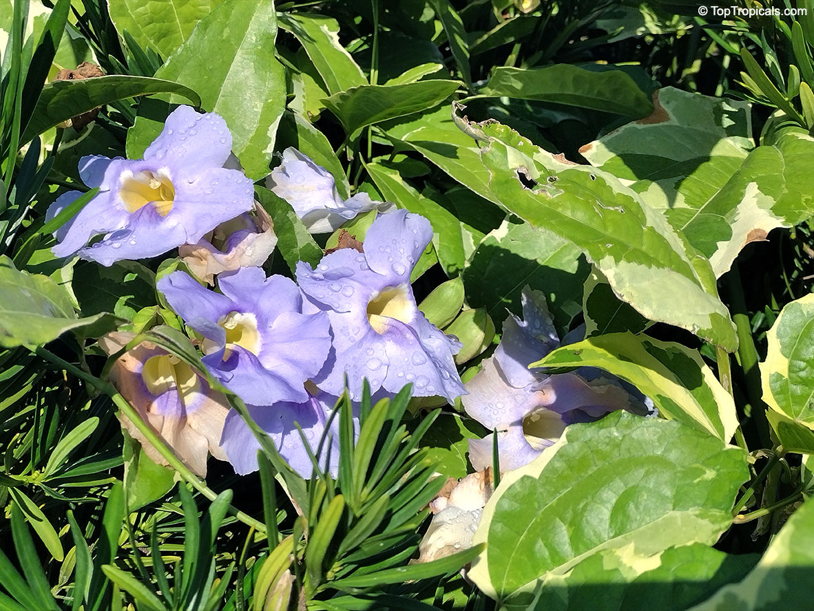Thunbergia laurifolia, Blue Trumpet Vine, Blue Sky vine, Laurel-leaved thunbergia. Thunbergia laurifolia variegata