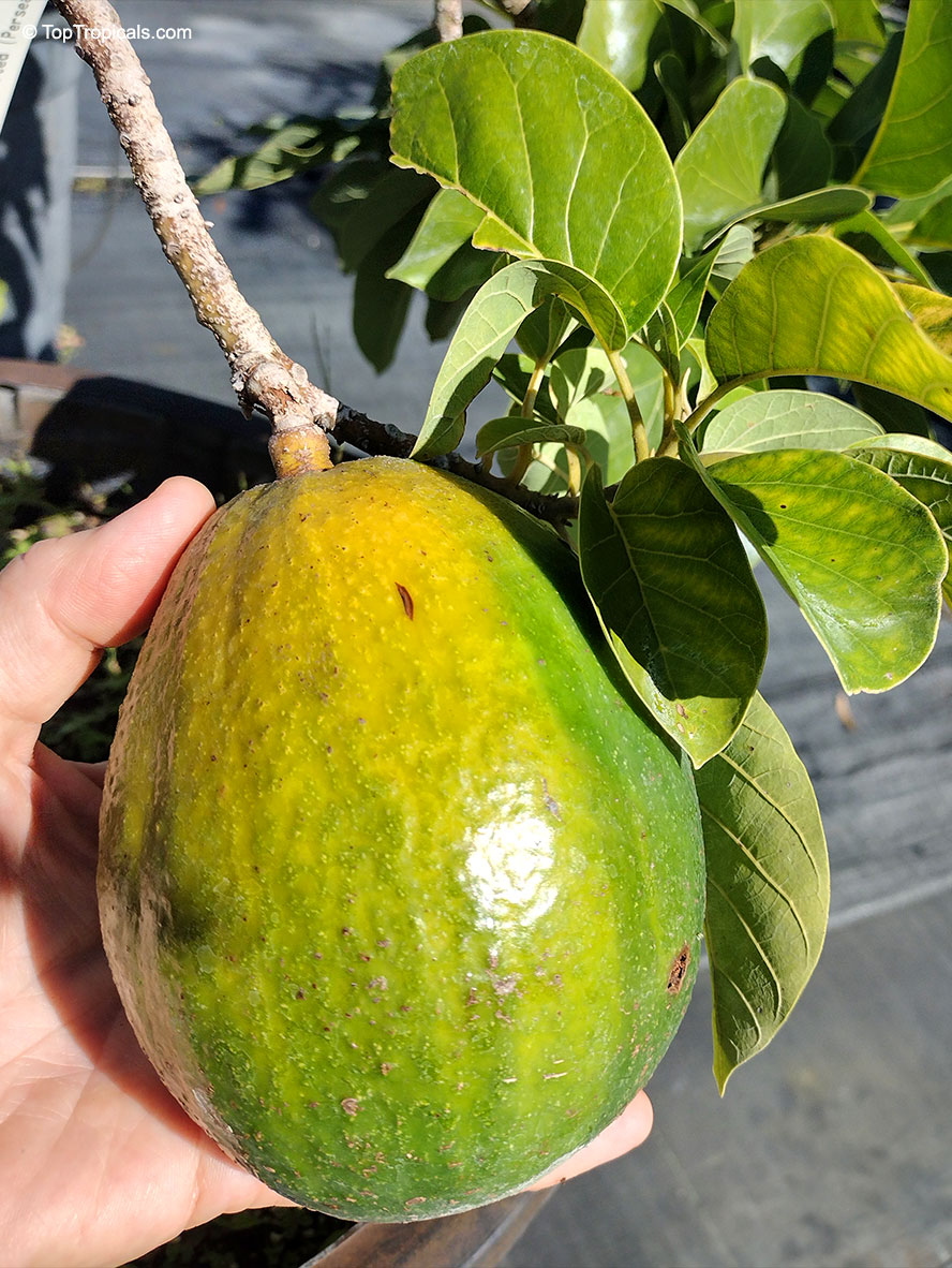Persea americana, Persea gratissima, Avocado, Alligator Pear, Aguacate, Abacate. Persea americana 'Miguel'