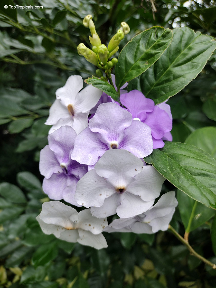 Brunfelsia grandiflora, Yesterday -Today -Tomorrow, Kiss-me-quick, Royal Purple Brunfelsia