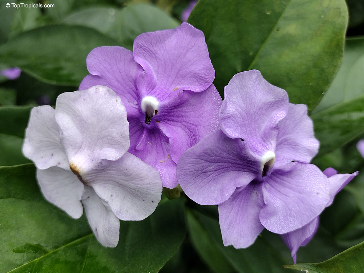 Brunfelsia grandiflora, Yesterday -Today -Tomorrow, Kiss-me-quick, Royal Purple Brunfelsia