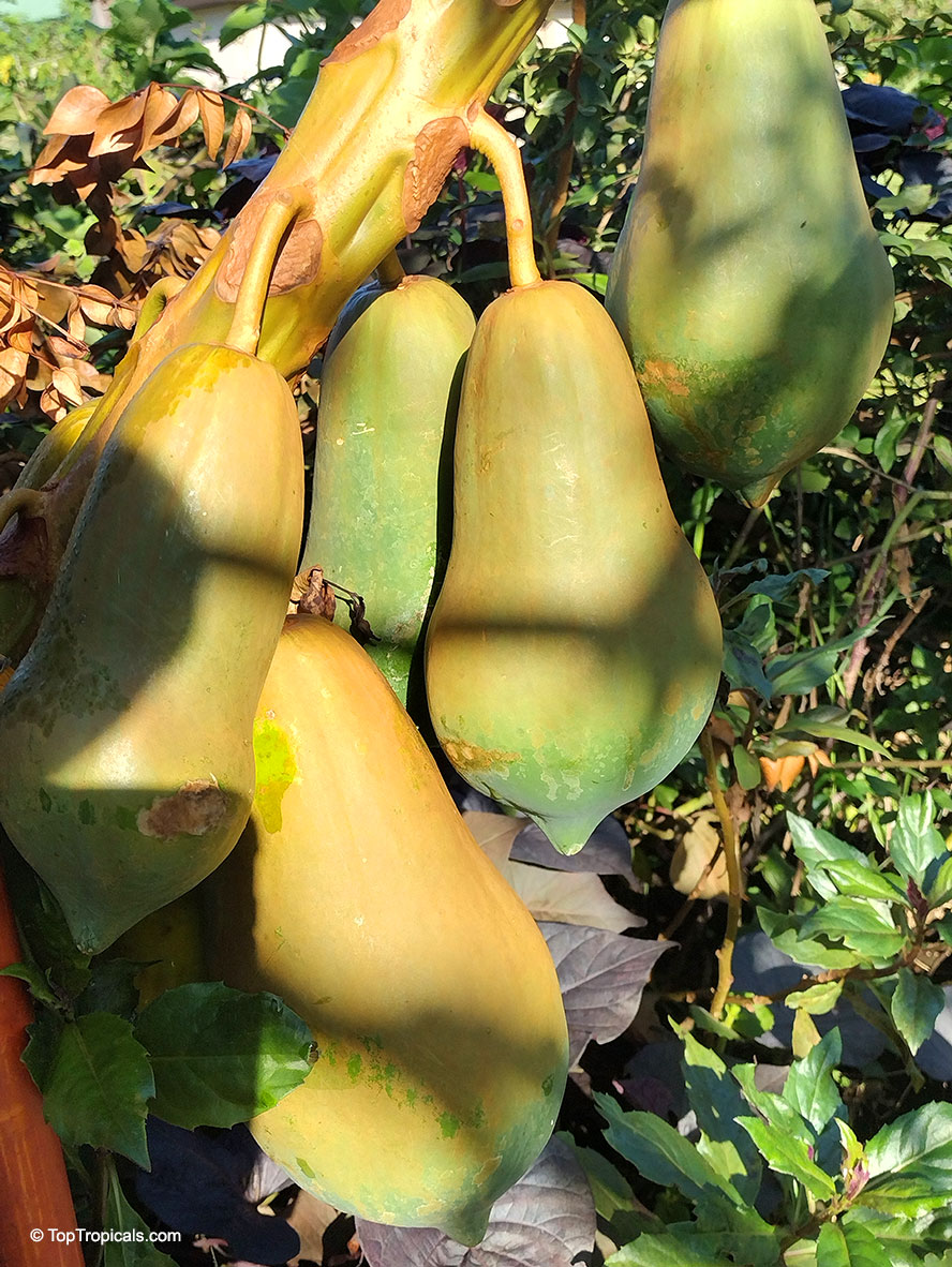 Carica papaya dwarf, Dwarf Papaya. Carica papaya 'Wan Deng'