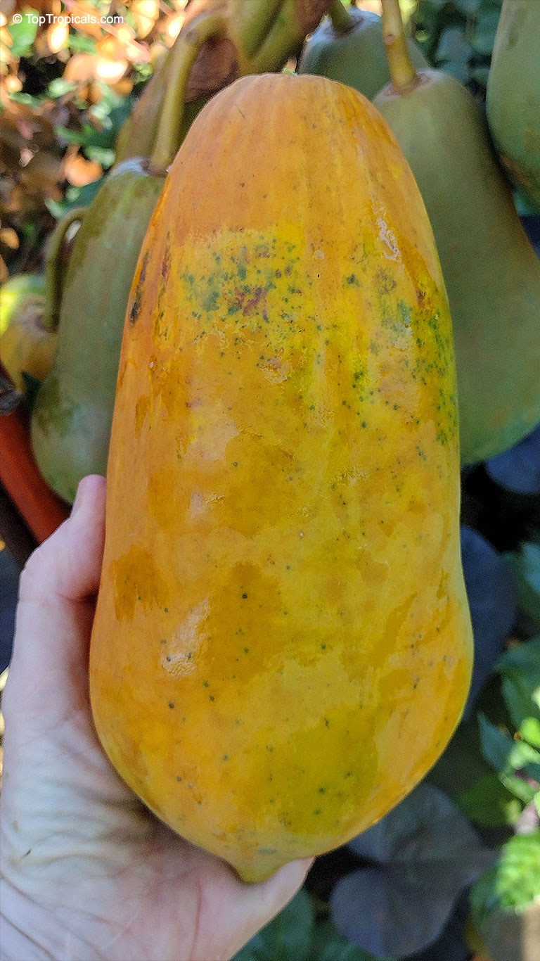 Carica papaya dwarf, Dwarf Papaya. Carica papaya 'Wan Deng'