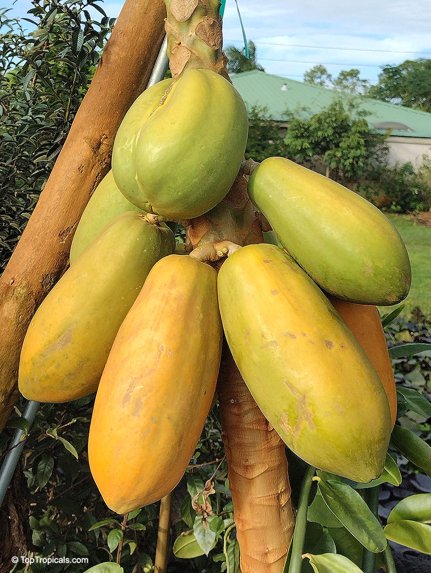 Papaya Dwarf Wan Deng, Thai Super Sweet (Carica papaya) 