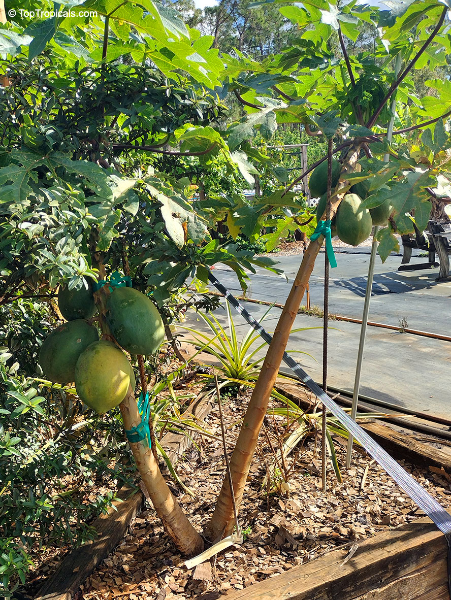 Carica papaya dwarf, Dwarf Papaya. Carica papaya 'TR Hovey'