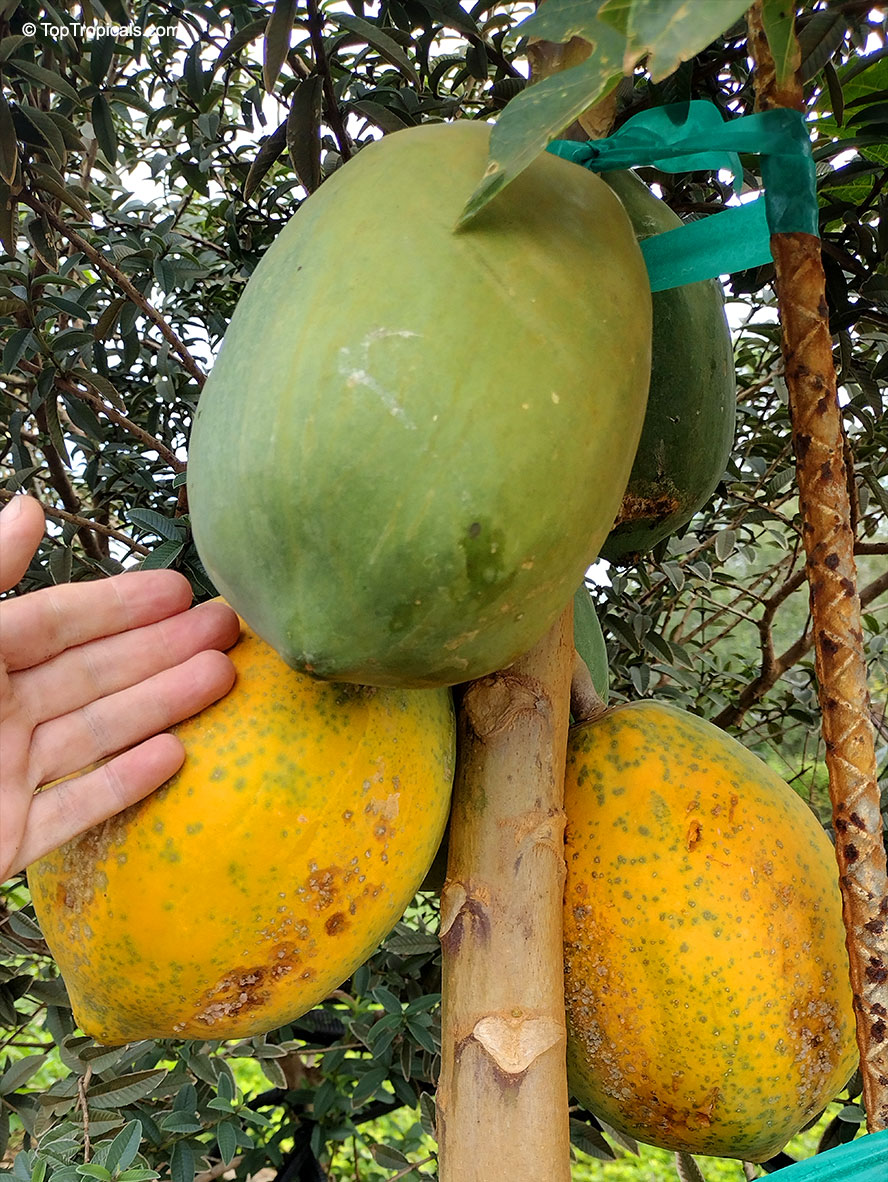 Carica papaya dwarf, Dwarf Papaya. Carica papaya 'TR Hovey'