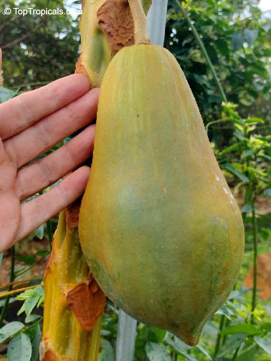 Carica papaya dwarf, Dwarf Papaya. Carica papaya 'Wan Deng'