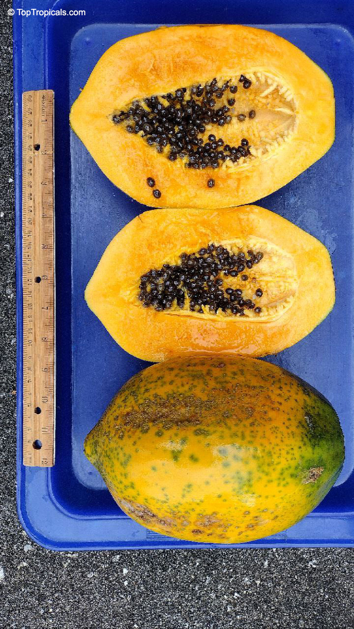 Carica papaya dwarf, Dwarf Papaya. Carica papaya 'TR Hovey'