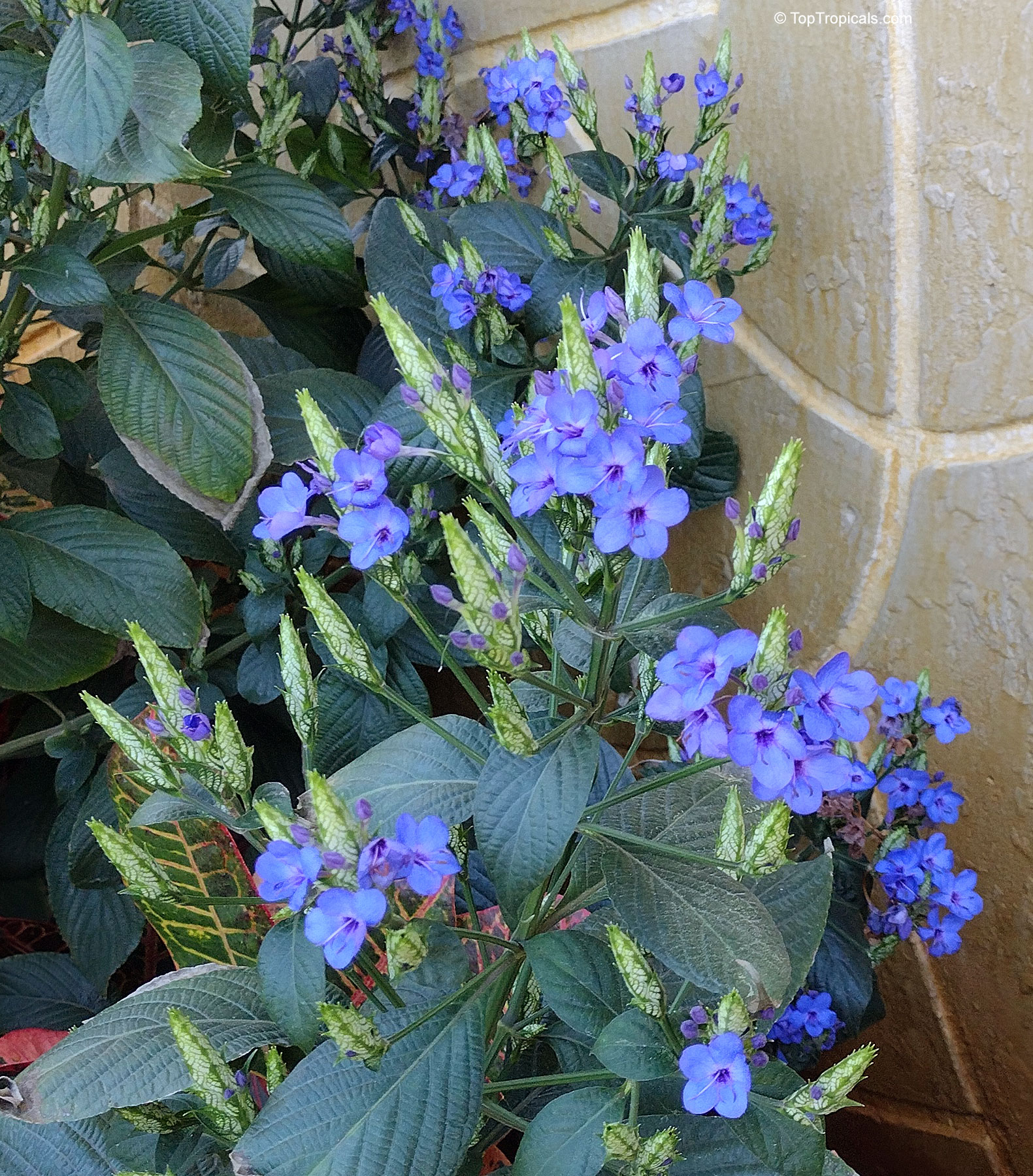 Eranthemum pulchellum (Blue sage) with vibrant blue flowers and deep green textured leaves on stems Eranthemum pulchellum (Blue sage) with small vibrant blue flowers and dark green foliage plant