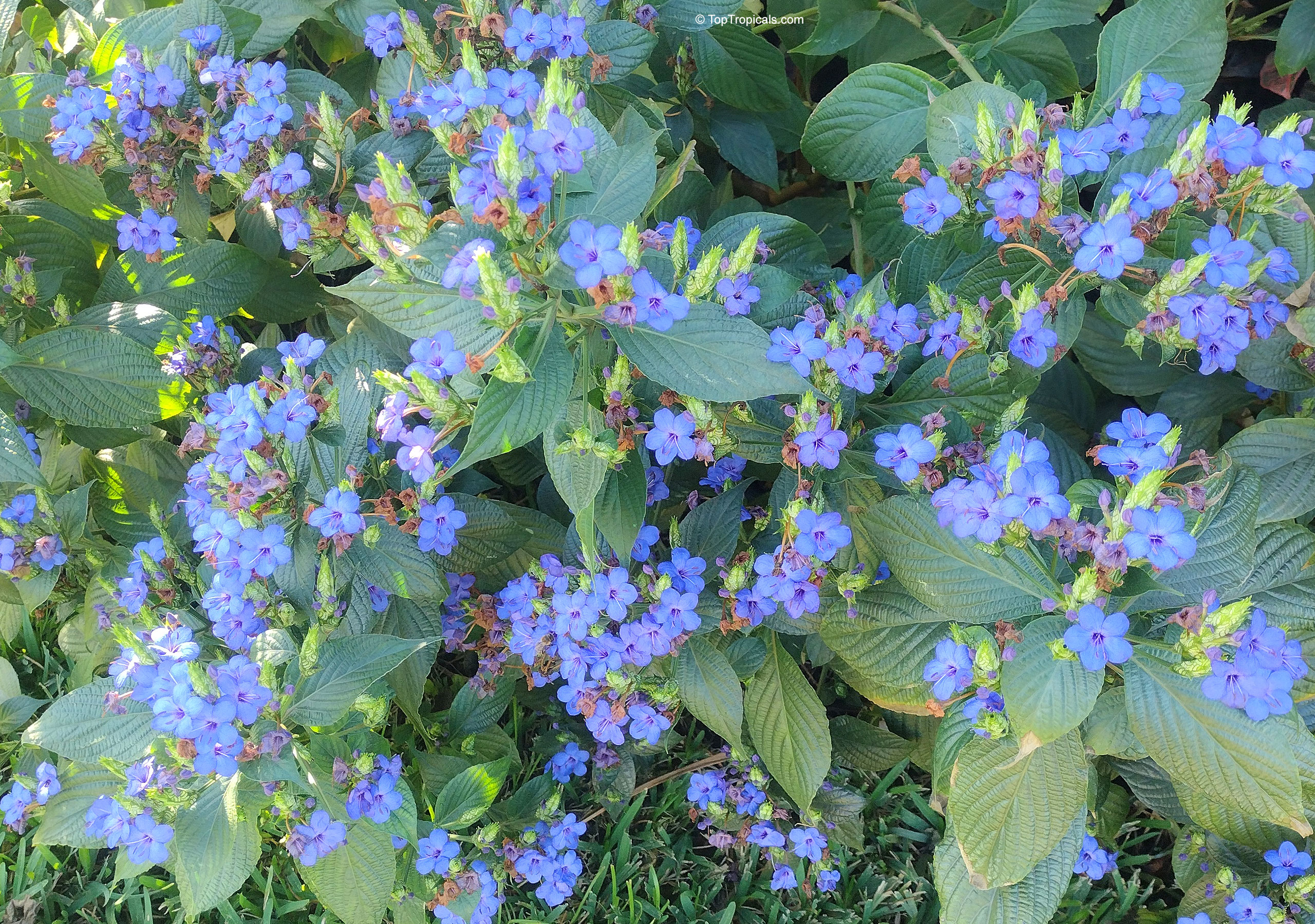 Eranthemum pulchellum (Blue sage) with many small blue flowers growing among textured green leaves. Eranthemum pulchellum (Blue sage) blue flower cluster on a green leaf plant