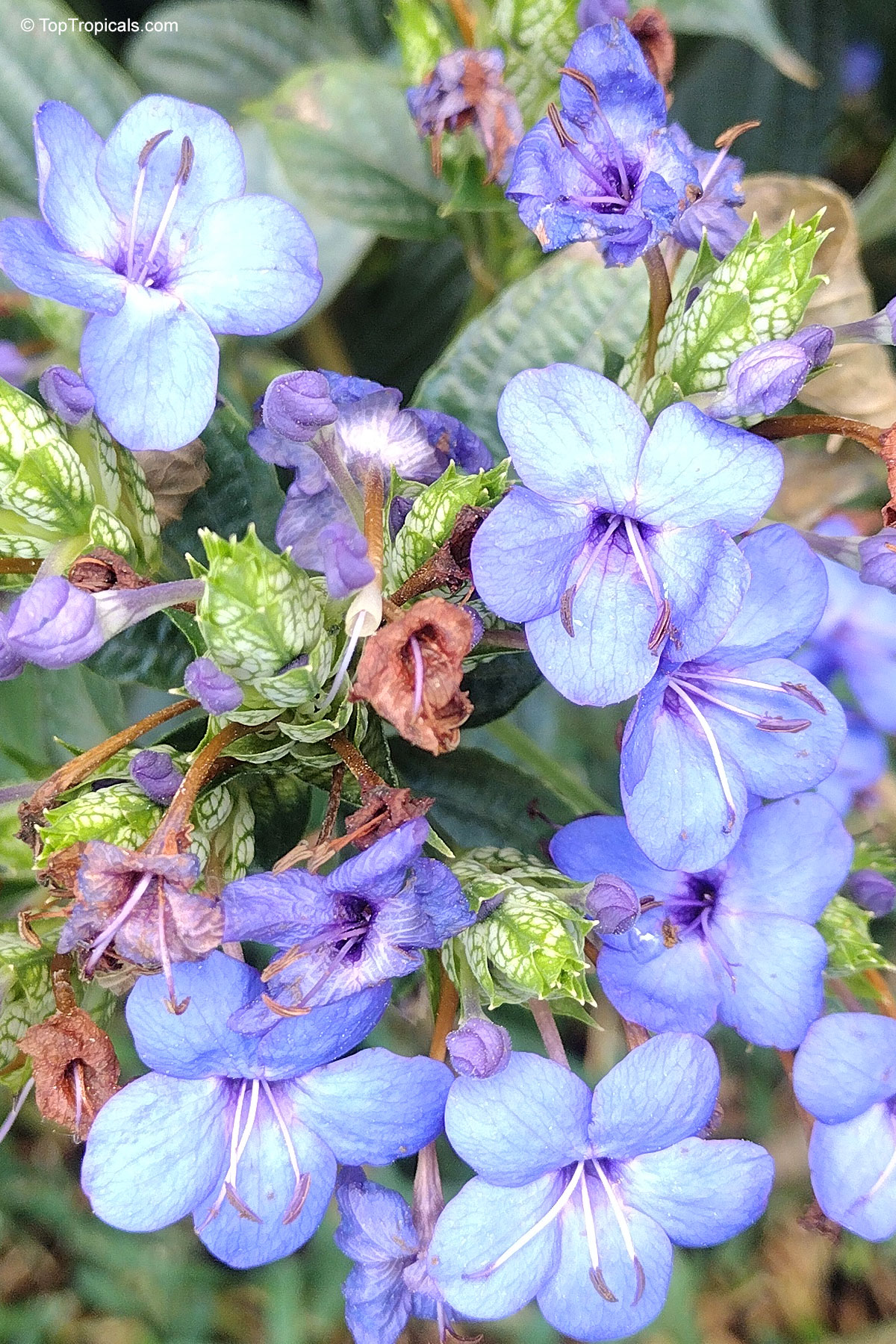 Eranthemum pulchellum (Blue sage) blue flower with green leaves and light purple tones near center. Eranthemum pulchellum (Blue sage) blue flower close up with green leaves for plant collection.