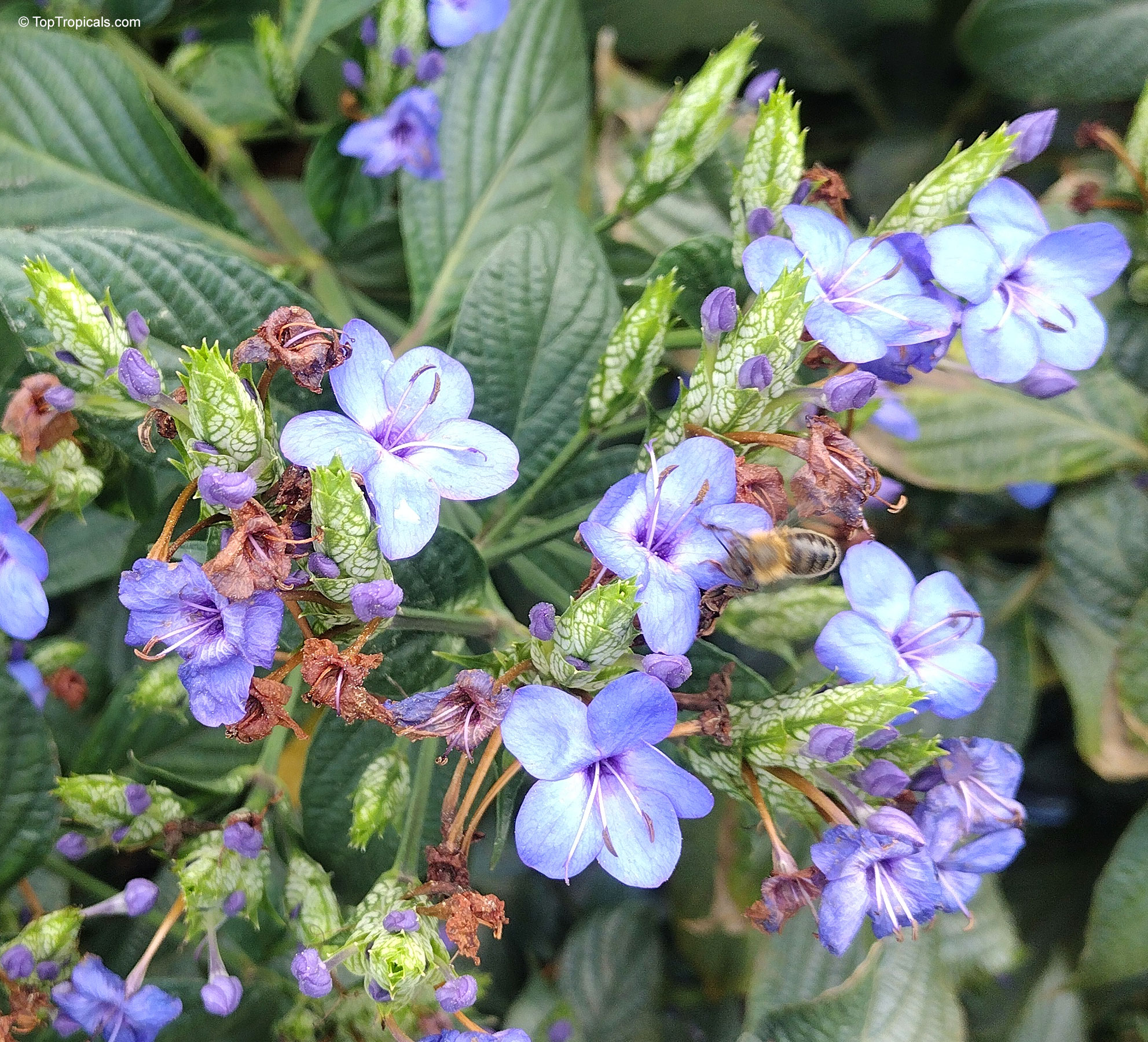 Eranthemum pulchellum (Blue sage) small blue flower clusters nestled among textured green pointed foliage. Eranthemum pulchellum (Blue sage) blue flower close up with green leaves for summer garden.