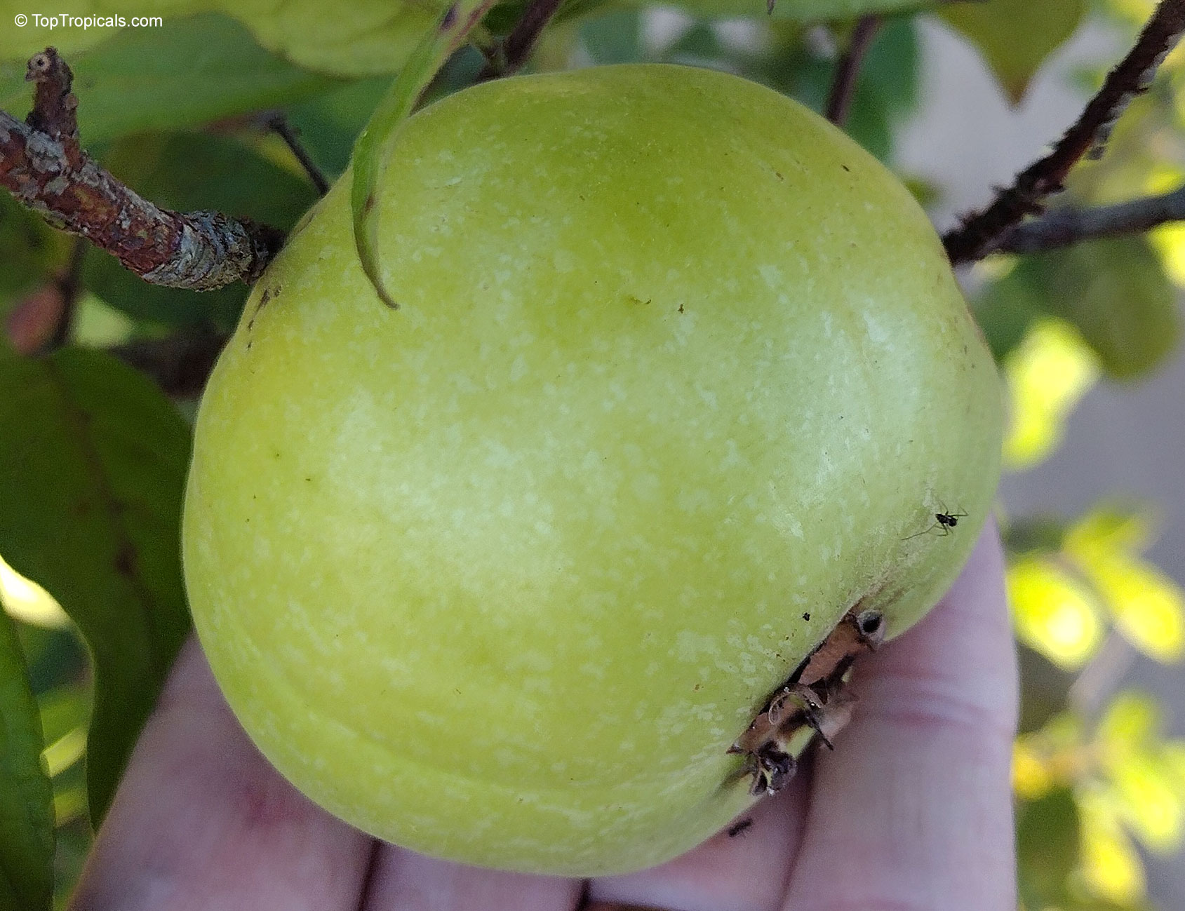 Eugenia stipitata Fruit plant, Araza Eugenia stipitata Fruit plant, Araza