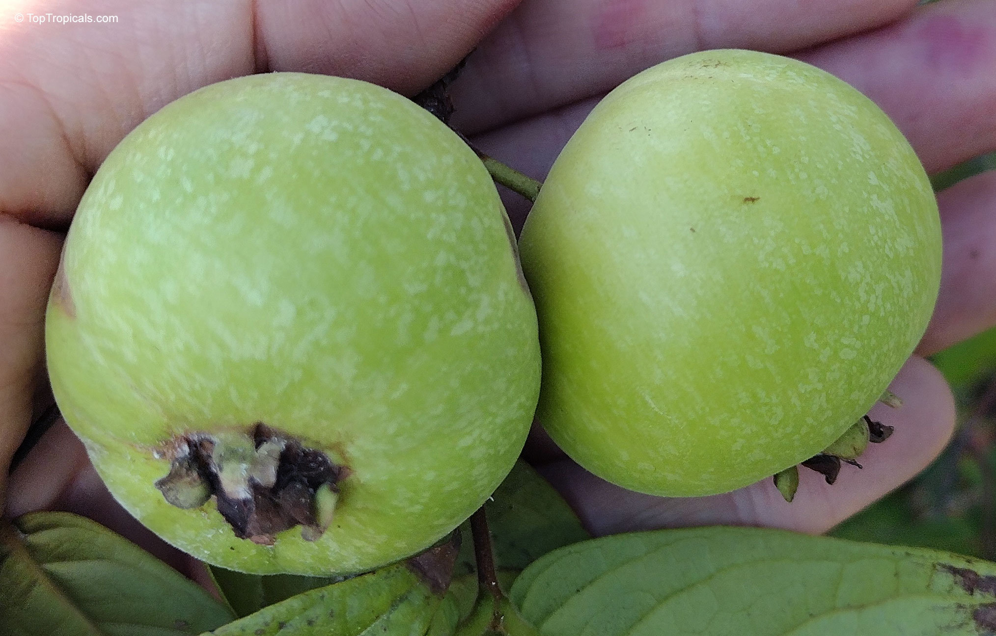 Eugenia stipitata (Araza) round light green fruit being held in a palm close up. Eugenia stipitata (Araza) with round light green fruit held in a palm close up.