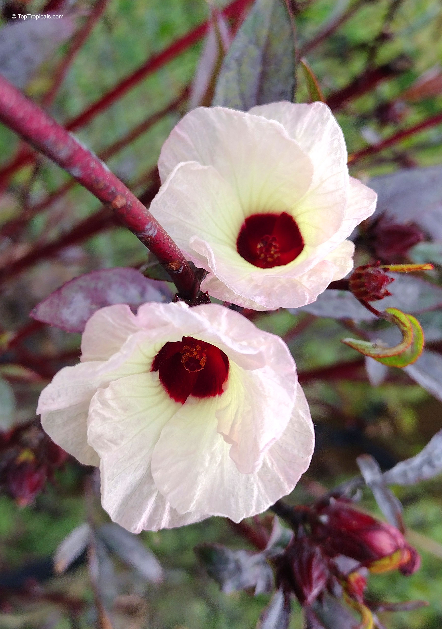Hibiscus sabdariffa (Karkade) flowers with cream petals and dark red centers on red branches. Hibiscus sabdariffa (Karkade) pale cream flower with dark red center close up