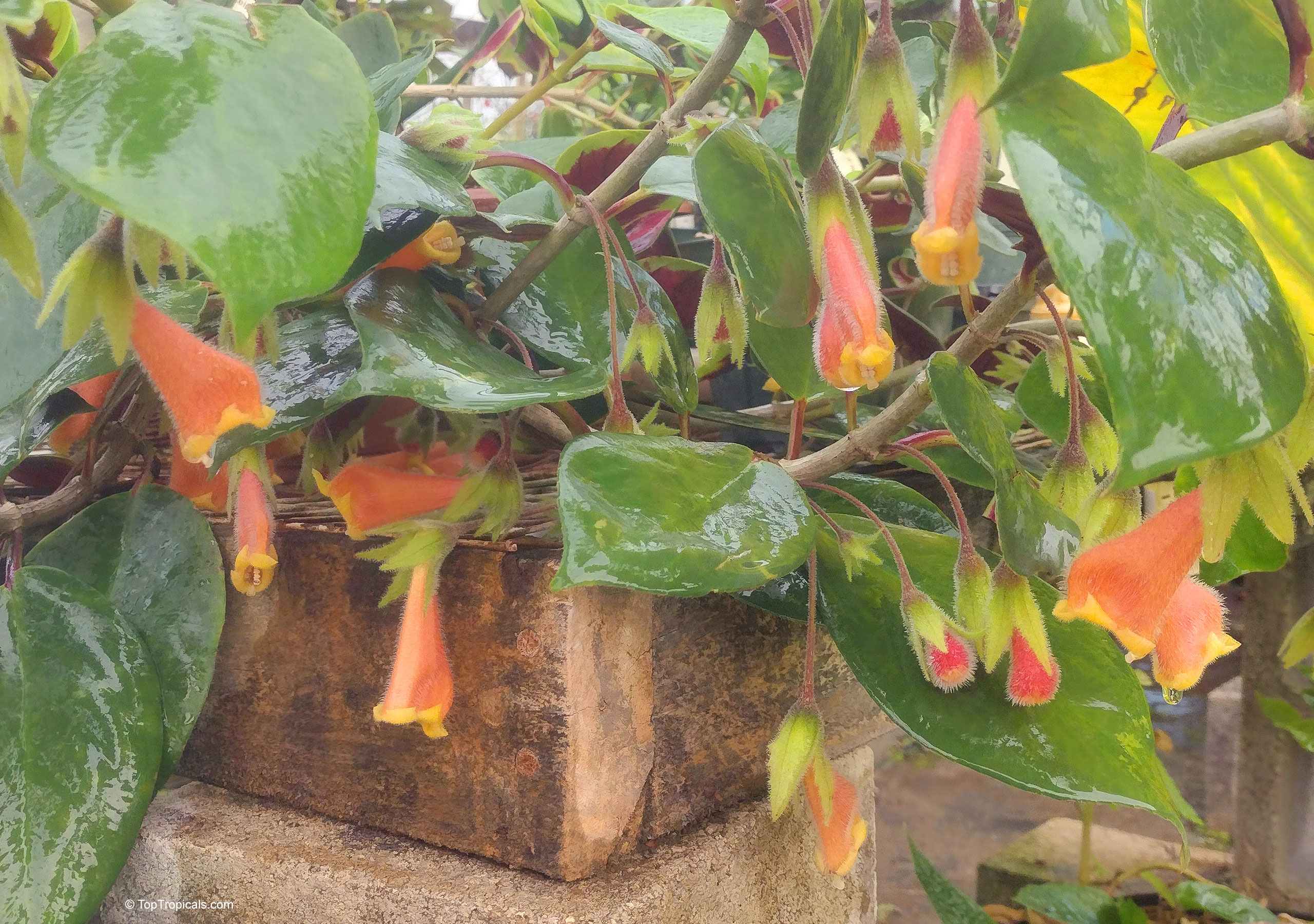 Nematanthus sp. (Gold Fish) hanging orange flowers tucked between thick glossy green foliage on block. Nematanthus sp. (Gold Fish) orange flower hanging from lush green leaves in close up.