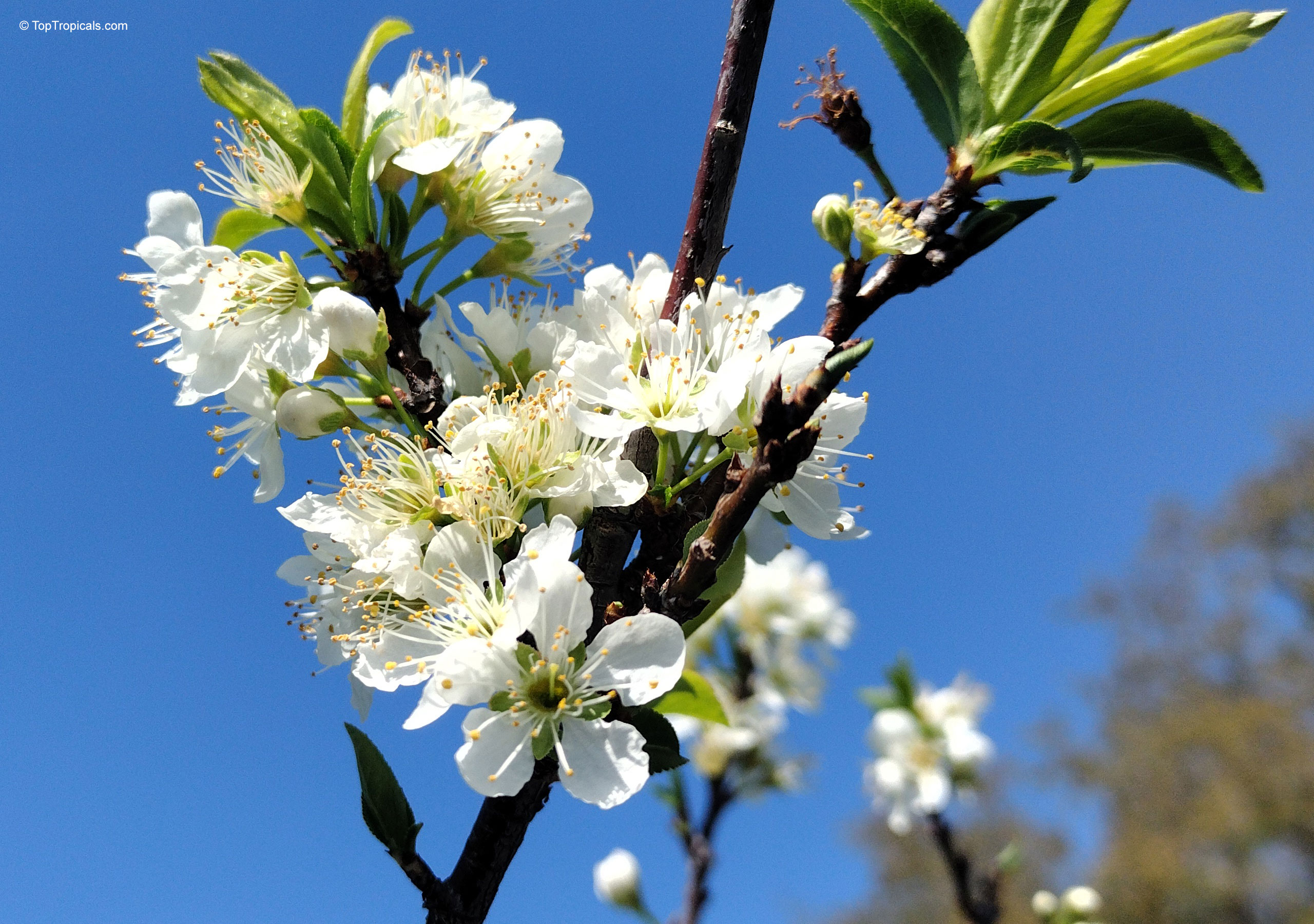Prunus salicina 'Hypoluxo' Prunus salicina white flower close up on branch against clear blue sky background
