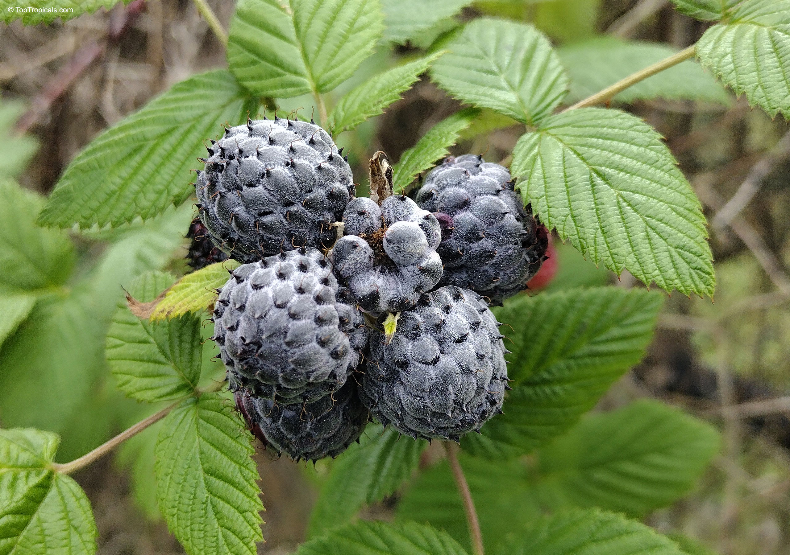 Rubus niveus (Mysore Raspberry) fruit showing textured purple round segments among light green leaves. Rubus niveus (Mysore Raspberry) purple fruit close up with textured skin and green leaves