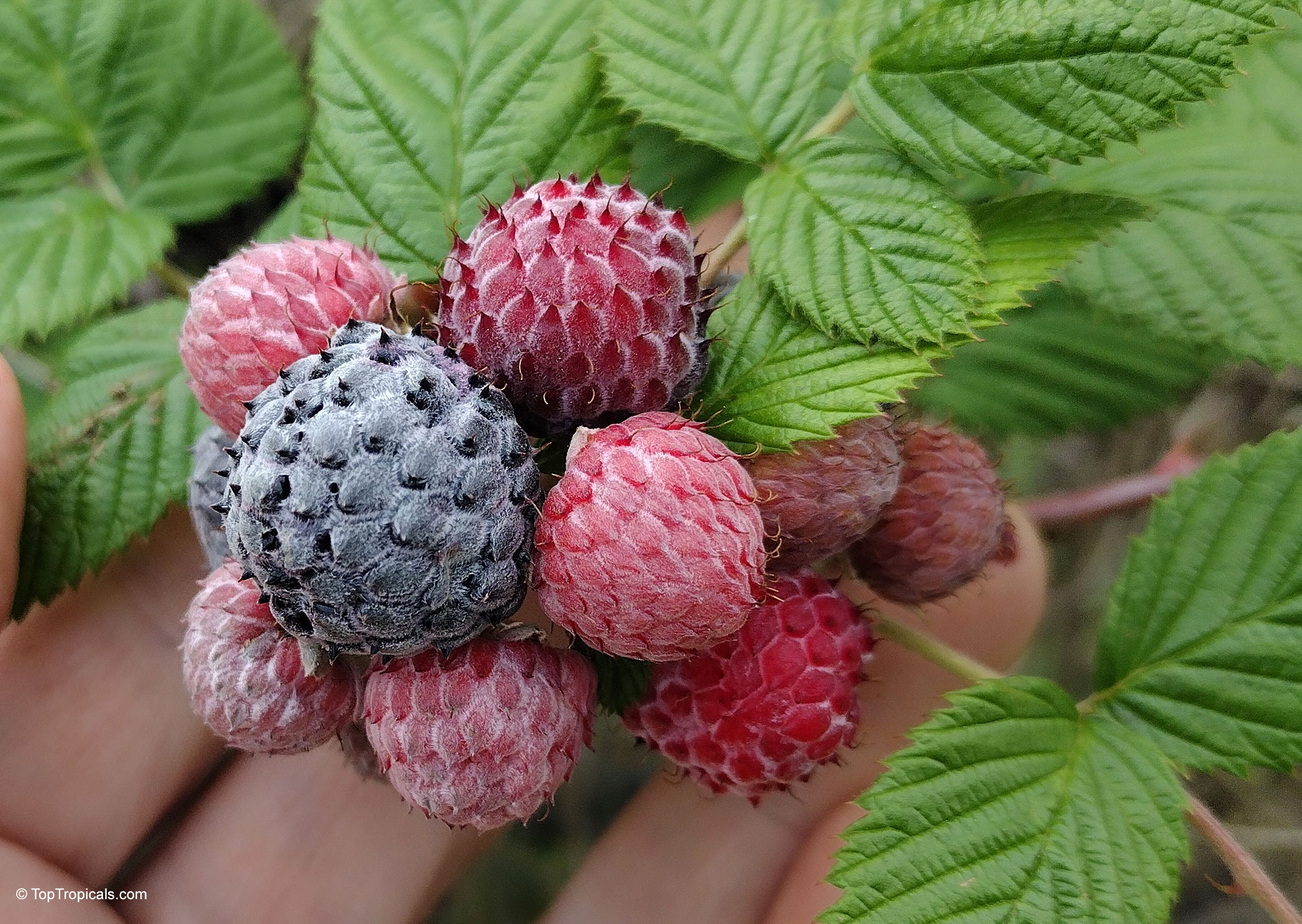 Rubus niveus (Mysore Raspberry) clusters with red and dark purple fruit held in a hand. Rubus niveus (Mysore Raspberry) with red and dark purple fruit in a close up.