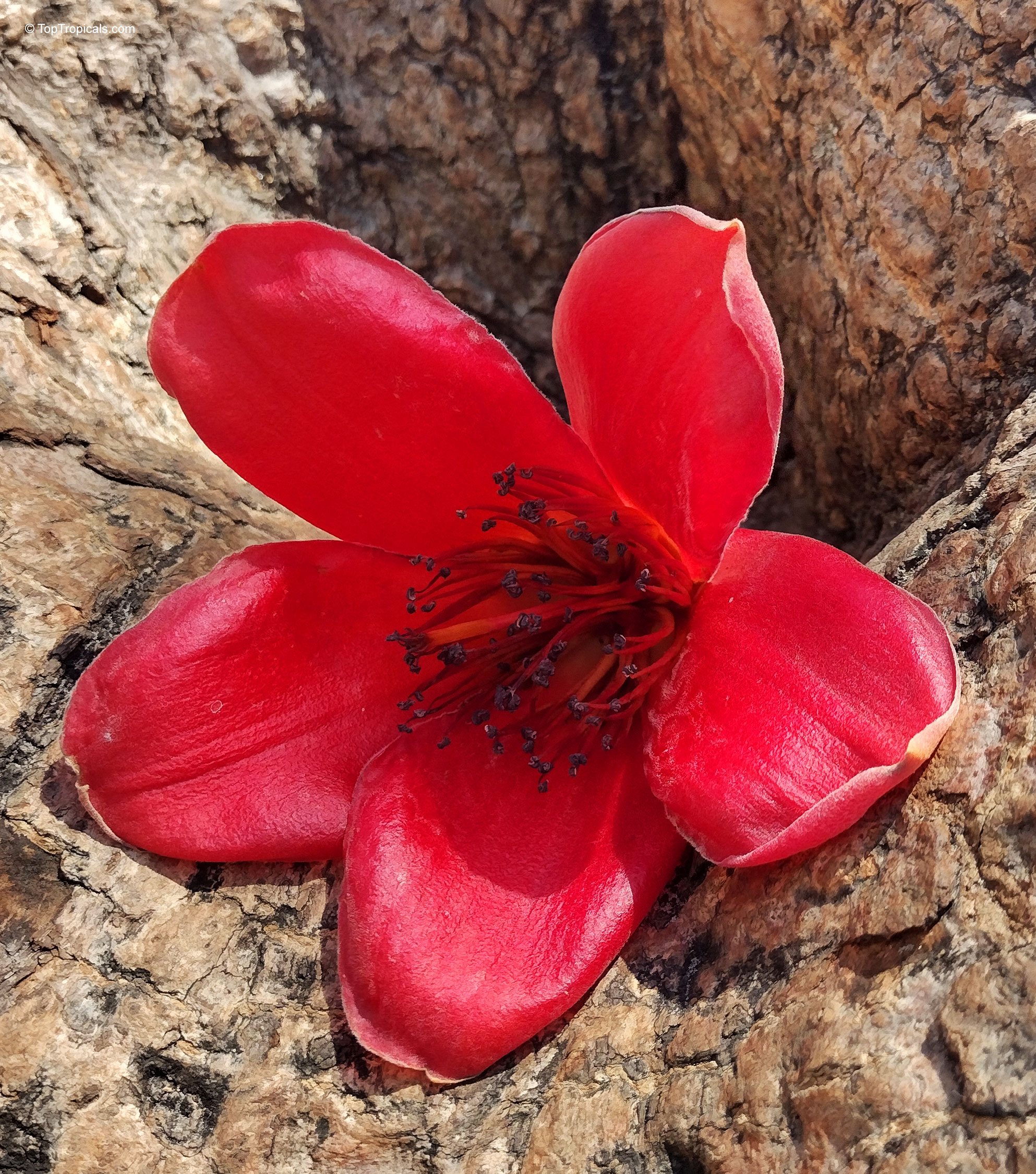Bombax ceiba (Kapok tree) flower with intense red petals resting against textured brown tree bark. Bombax ceiba (Kapok tree) red flower close up on textured brown tree bark surface.