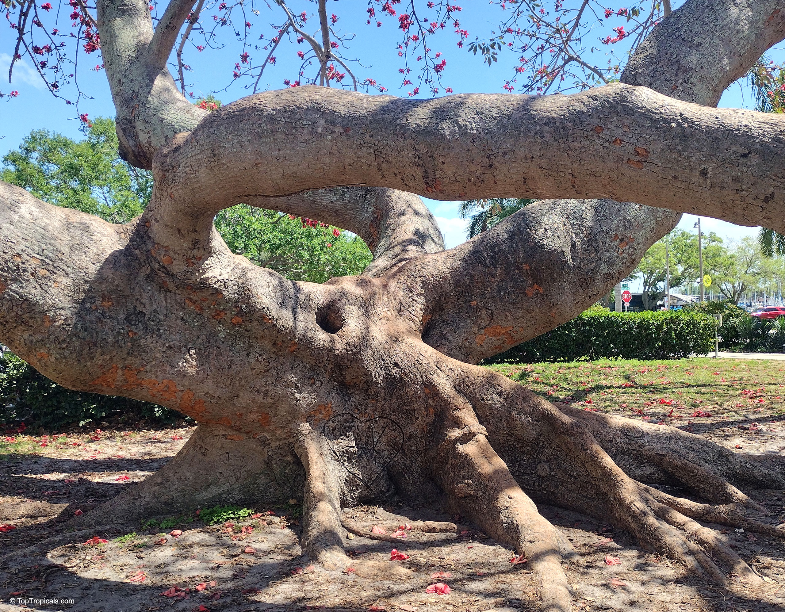 Bombax ceiba (Kapok tree) trunk with heavy branches and fallen pink flowers on ground. Bombax ceiba (Kapok tree) with thick brown trunk and pink flowers on branches.