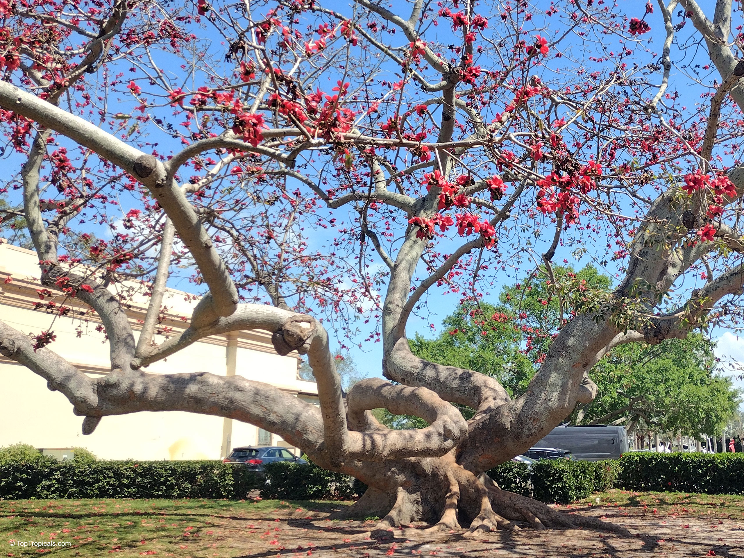 Bombax ceiba (Kapok tree) with heavy red flower clusters on wide and curving gray limbs Bombax ceiba (Kapok tree) with red flower blossoms covering the thick twisted tree branches