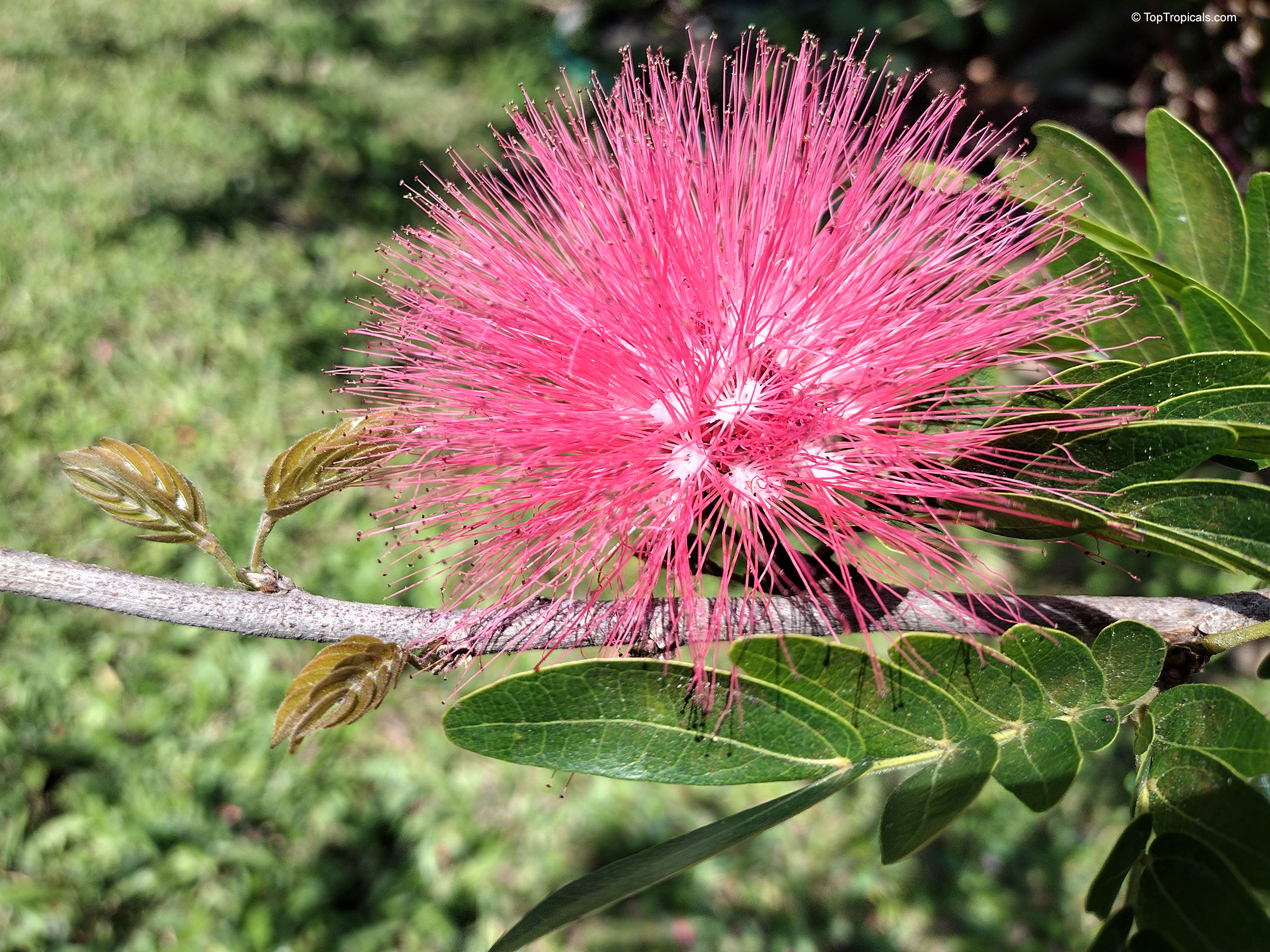 Calliandra haematocephala (Rose cascade) flower with thin silky filaments extending from a central core. Calliandra haematocephala (Rose cascade) pink flower, close up of soft rounded pompom style bloom