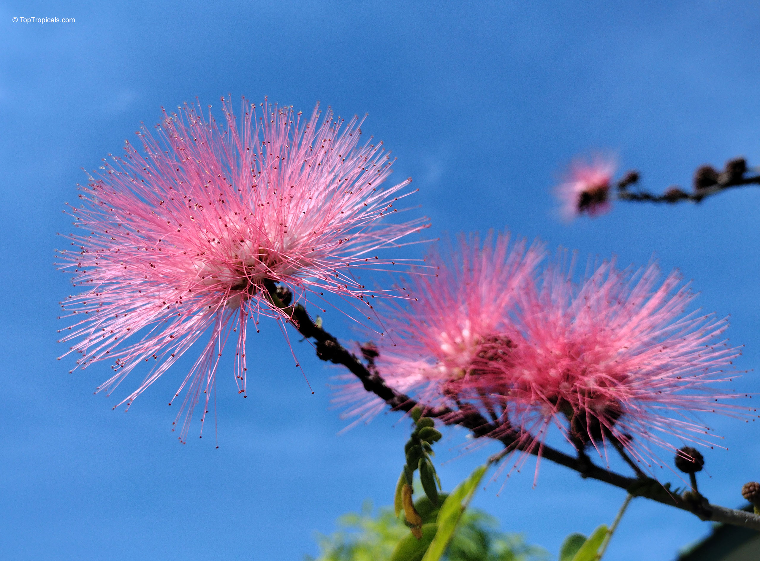 Calliandra haematocephala (Rose cascade) pink fluffy flower cluster on a slender twig Calliandra haematocephala (Rose cascade) pink flower close up against a clear blue sky background