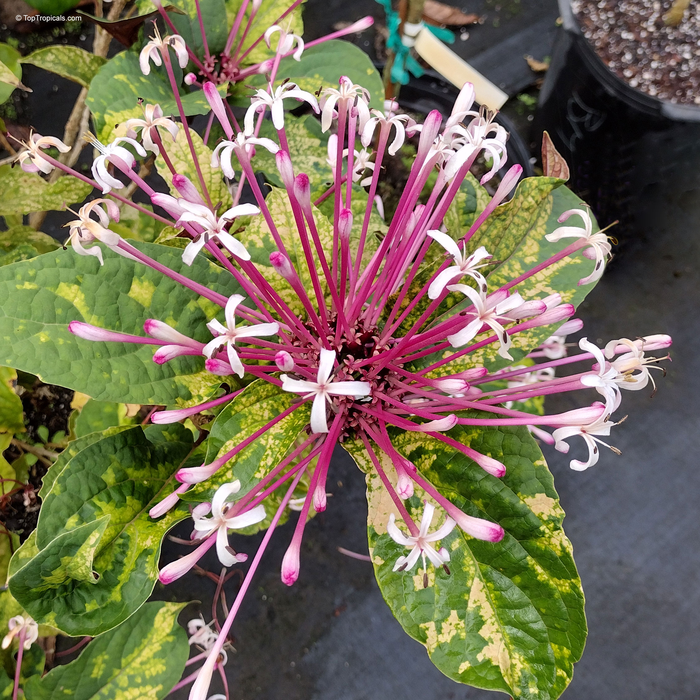 Clerodendrum quadriloculare (Winter Starburst) has a star-shaped cluster of purple tubes with white tips Clerodendrum quadriloculare (Winter Starburst) purple white flower close up with variegated green leaves