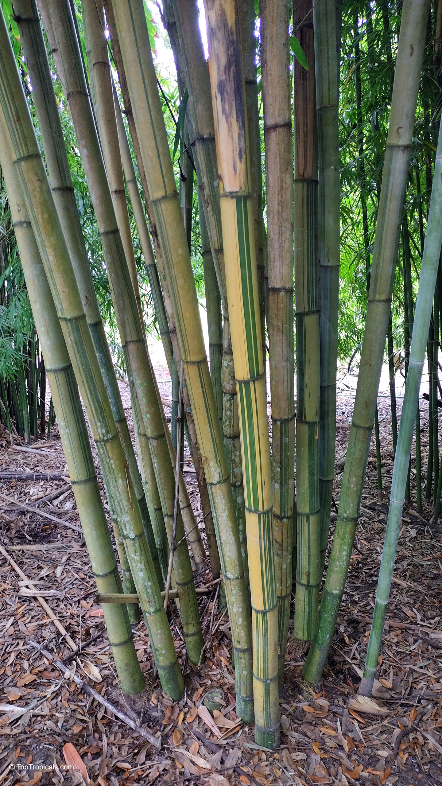 Dendrocalamus sp. (Giant Bamboo) stalks with yellow and green vertical stripes growing from the ground. Dendrocalamus sp. (Giant Bamboo) yellow and green plant with tall thick upright sturdy stalks