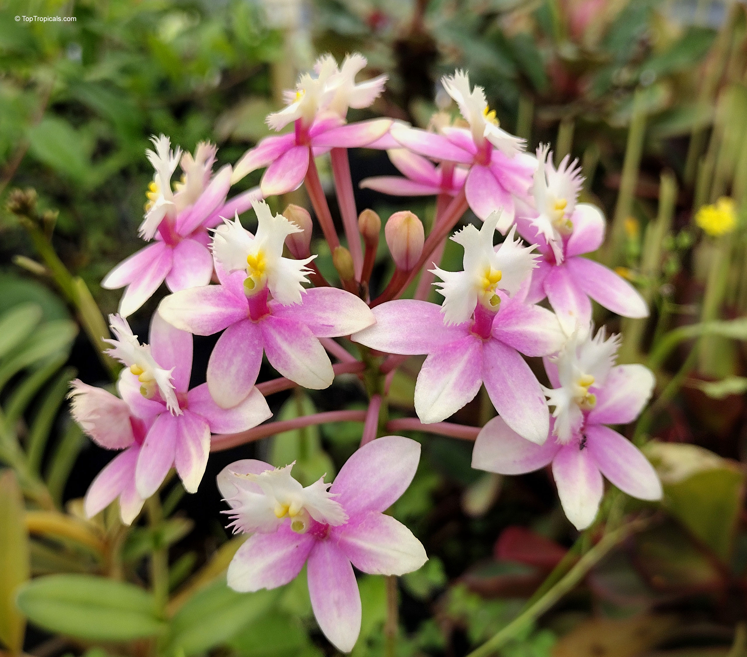 Epidendrum sp. (Reed Orchid) cluster of pink and white flowers with yellow centers on stems. Epidendrum sp. (Reed Orchid) with pink and white flowers, close up of flower cluster.