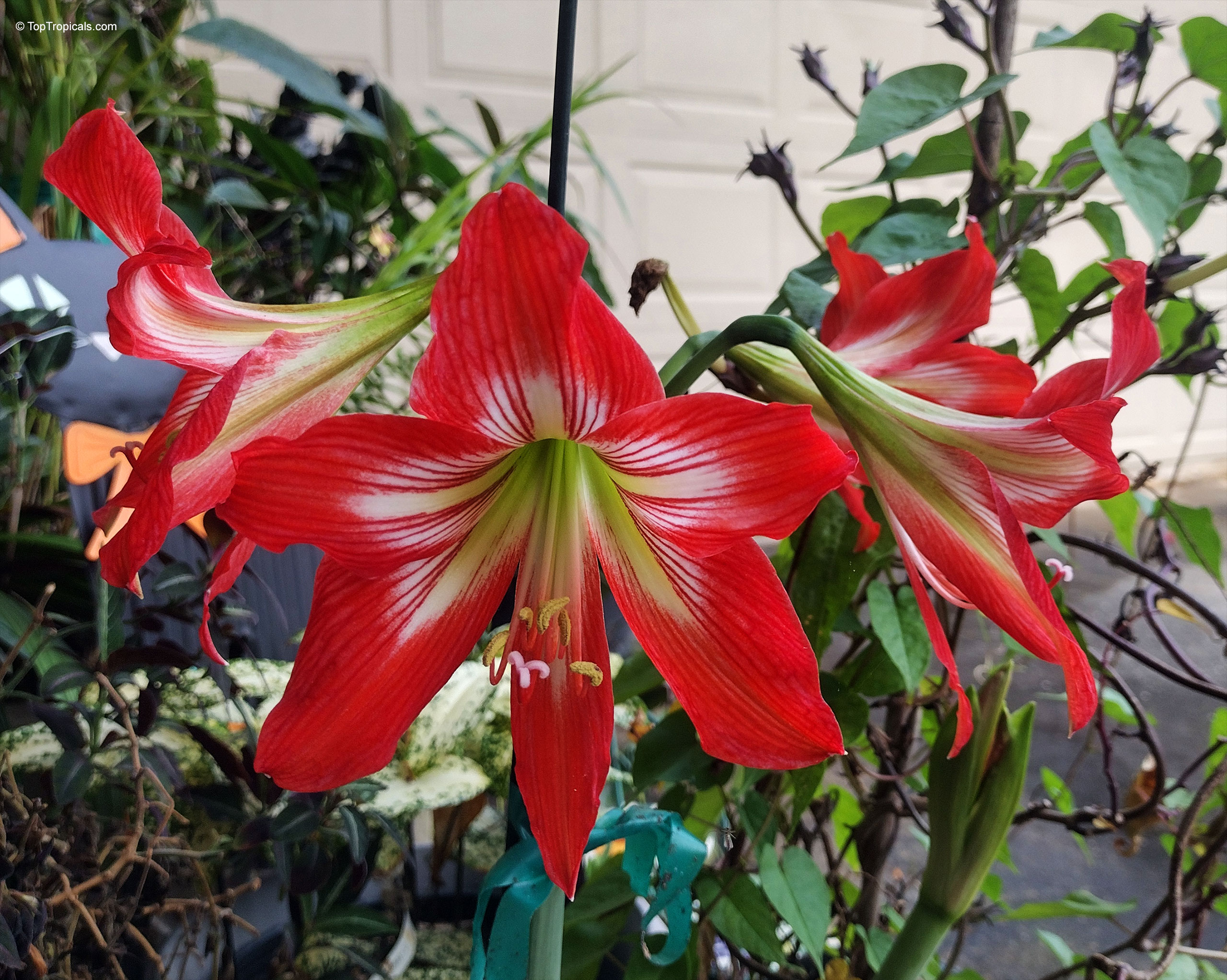 Hippeastrum sp. (Amaryllis) red flower with prominent white stripes and a light green center Hippeastrum sp. (Amaryllis) red flower close up with white stripes on large petals