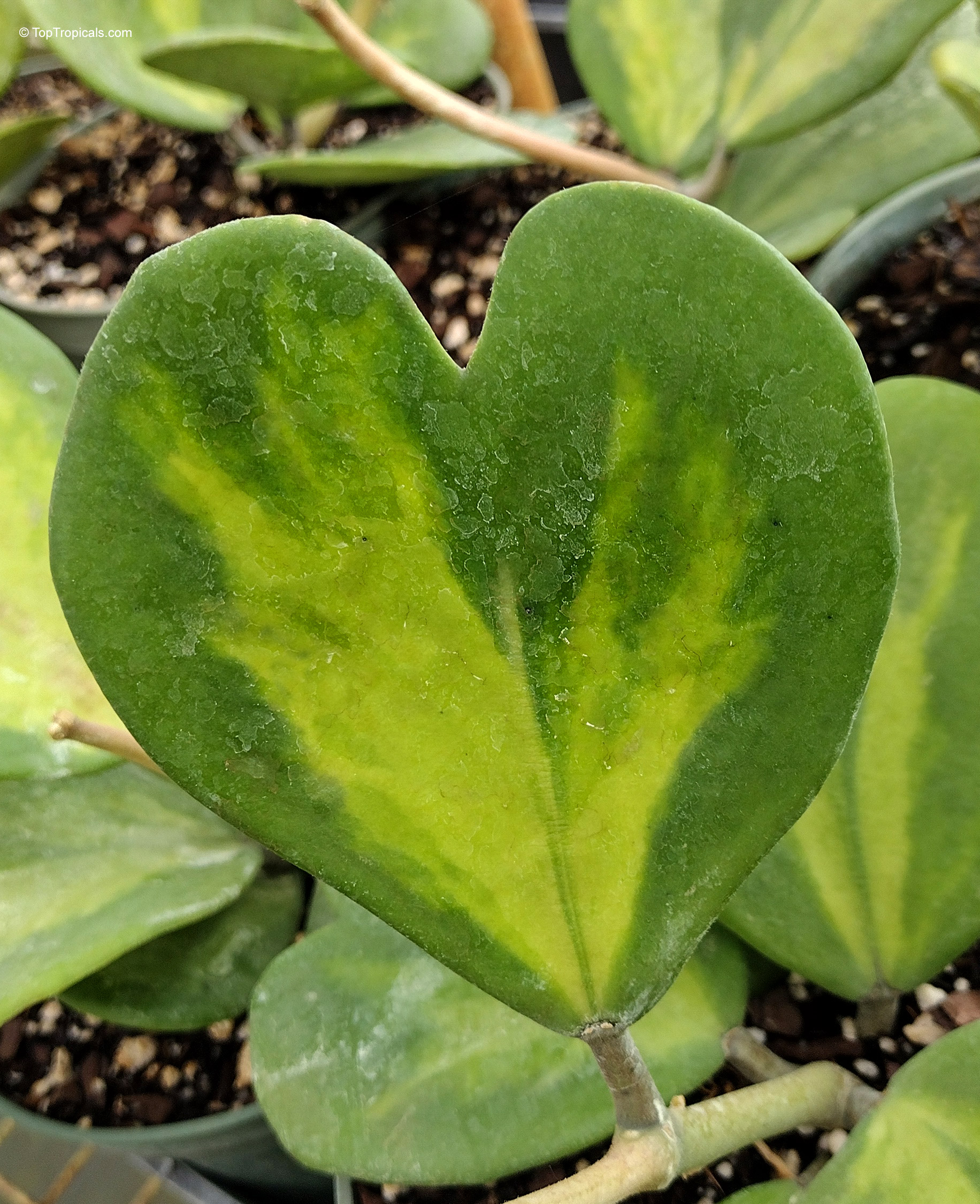 Hoya kerrii (Wax Hearts) with thick heart shaped leaves showing green and yellow variegation color. Hoya kerrii (Wax Hearts) plant with variegated green and yellow heart shaped leaves close up
